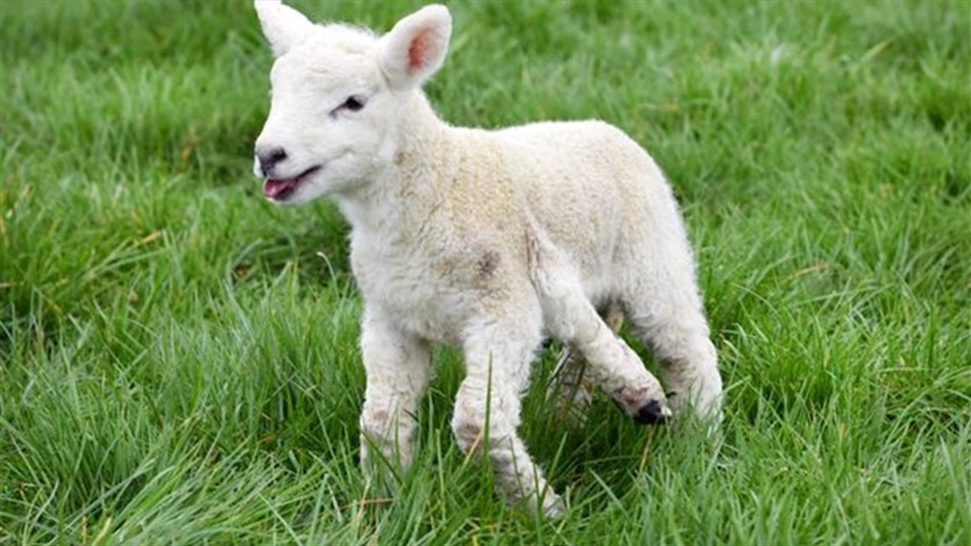 [PHOTOS] Healthy Baby Lamb Born With FIVE Legs