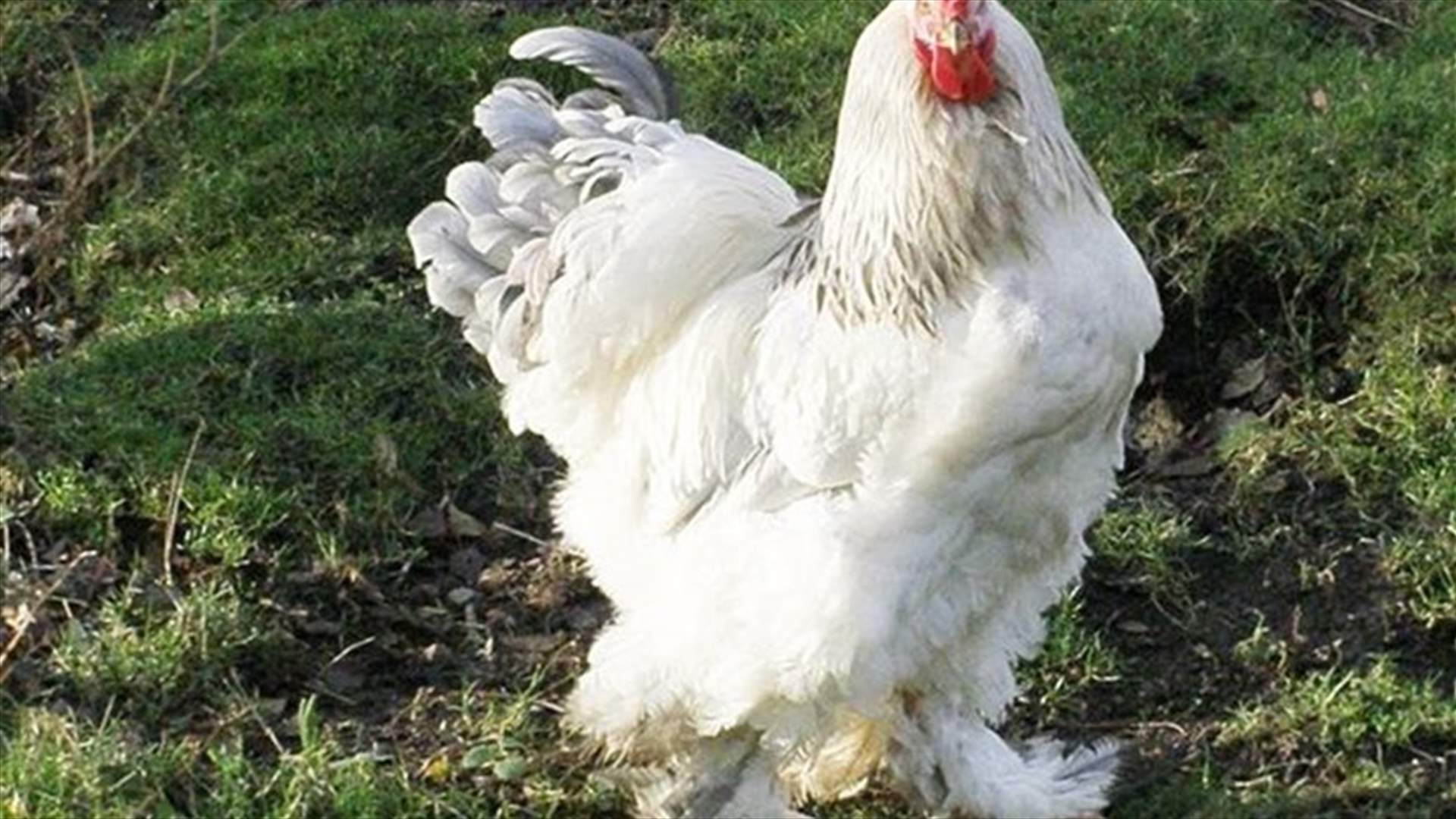 'World's Biggest' Chicken Is So Gigantic Some Claim It Must Be A Man In A Costume