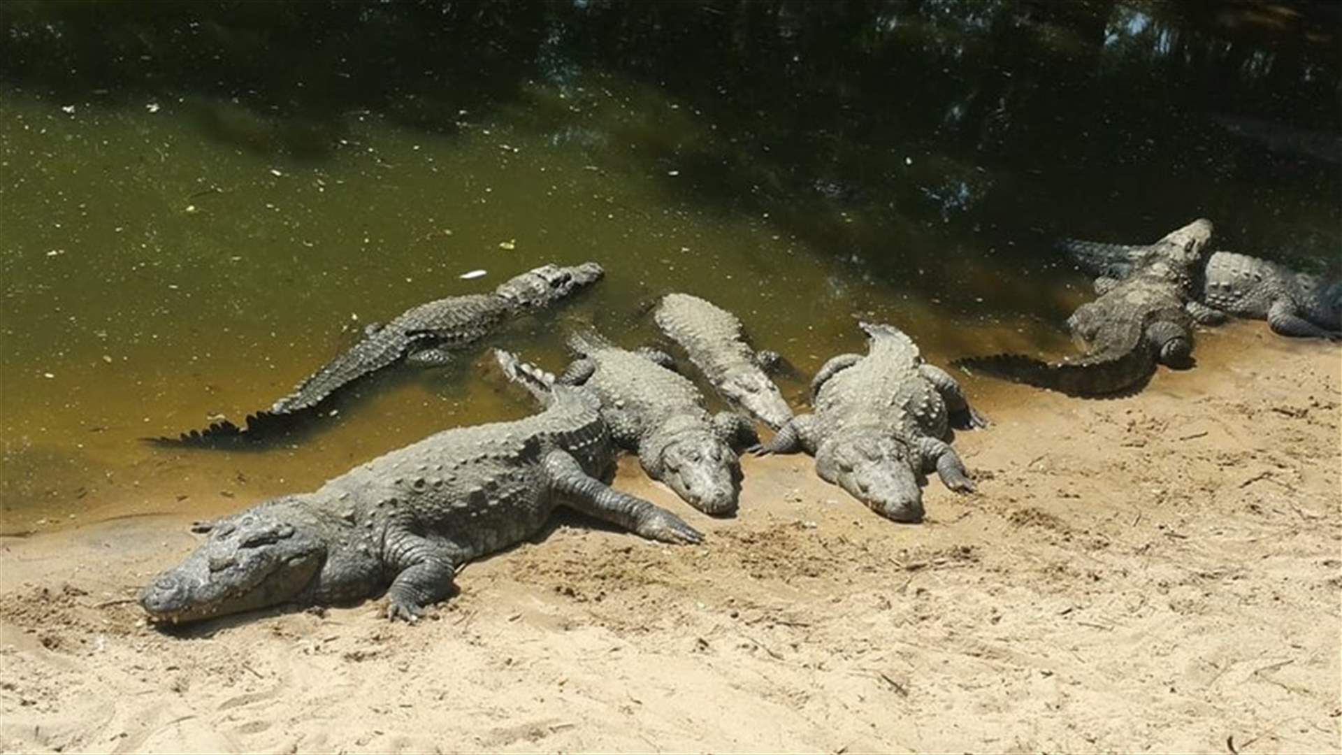 Australian Man Survives After Jumping Into Crocodile-Filled Water To Impress A Girl