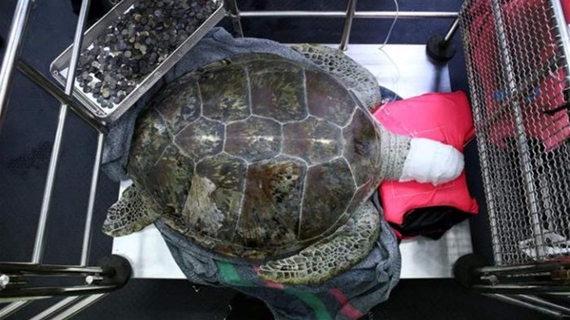 [PHOTOS] Good Luck Coins Prove Fatal For Thai "Piggy Bank" Turtle