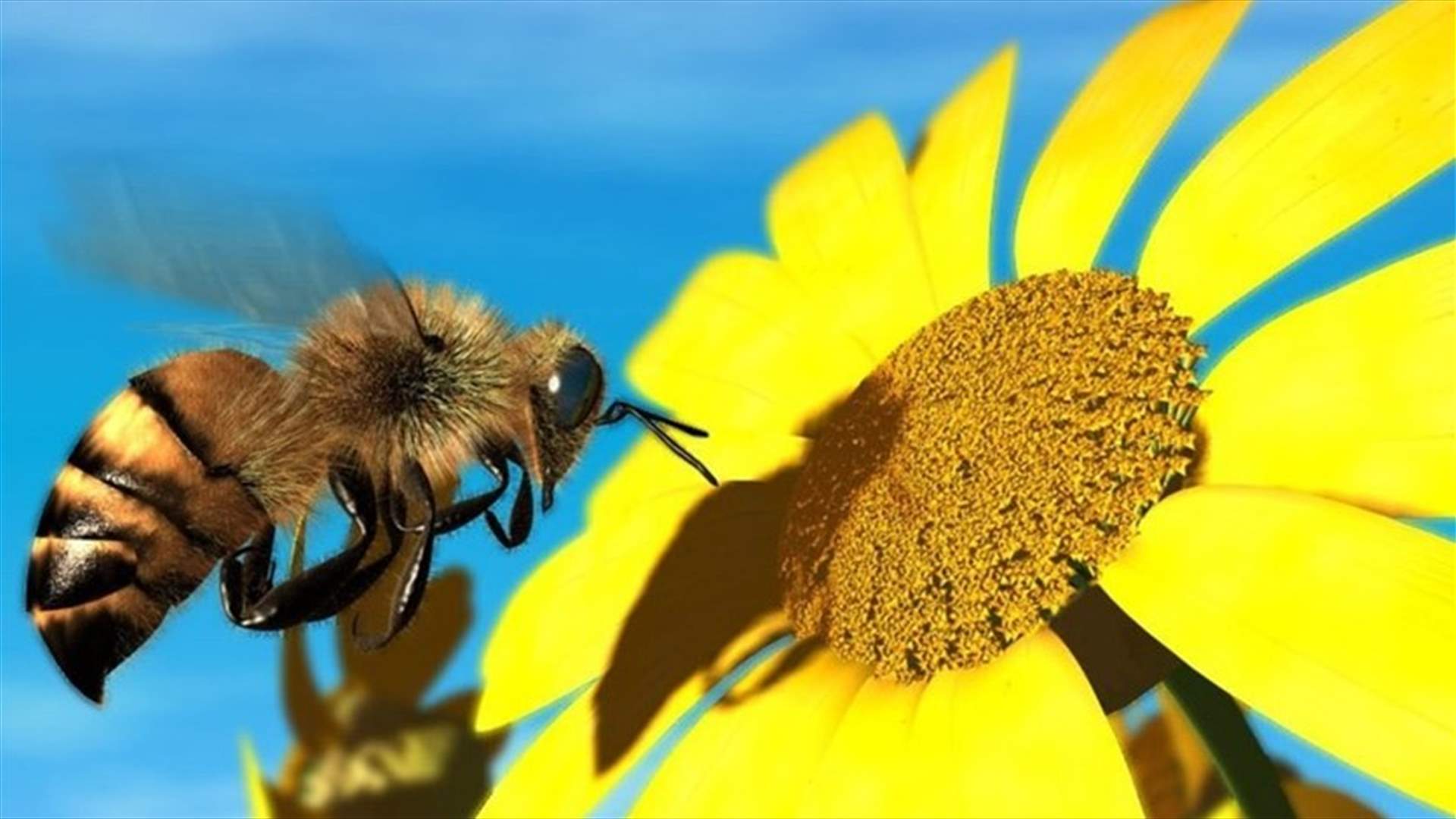 النحل... نحو الانقراض