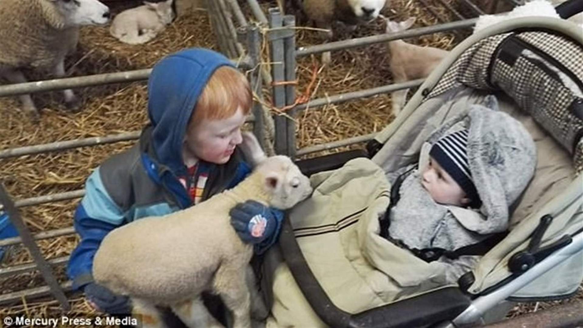 بالفيديو: طفل في الثانية من عمره يُساعد عنزة على الإنجاب!