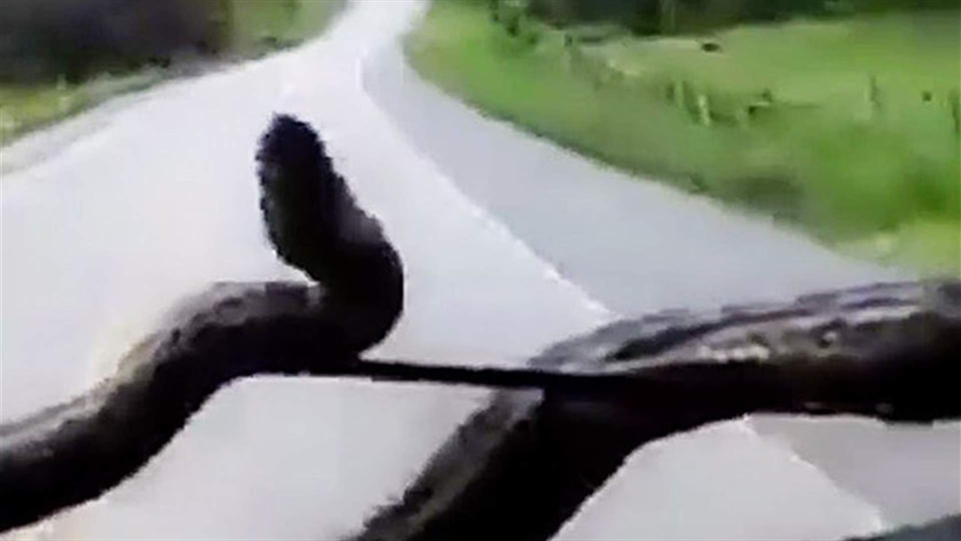 بالفيديو: رأى الموت في عينيه... باغته ثعبان وهو يقود إليكم ما حصل!