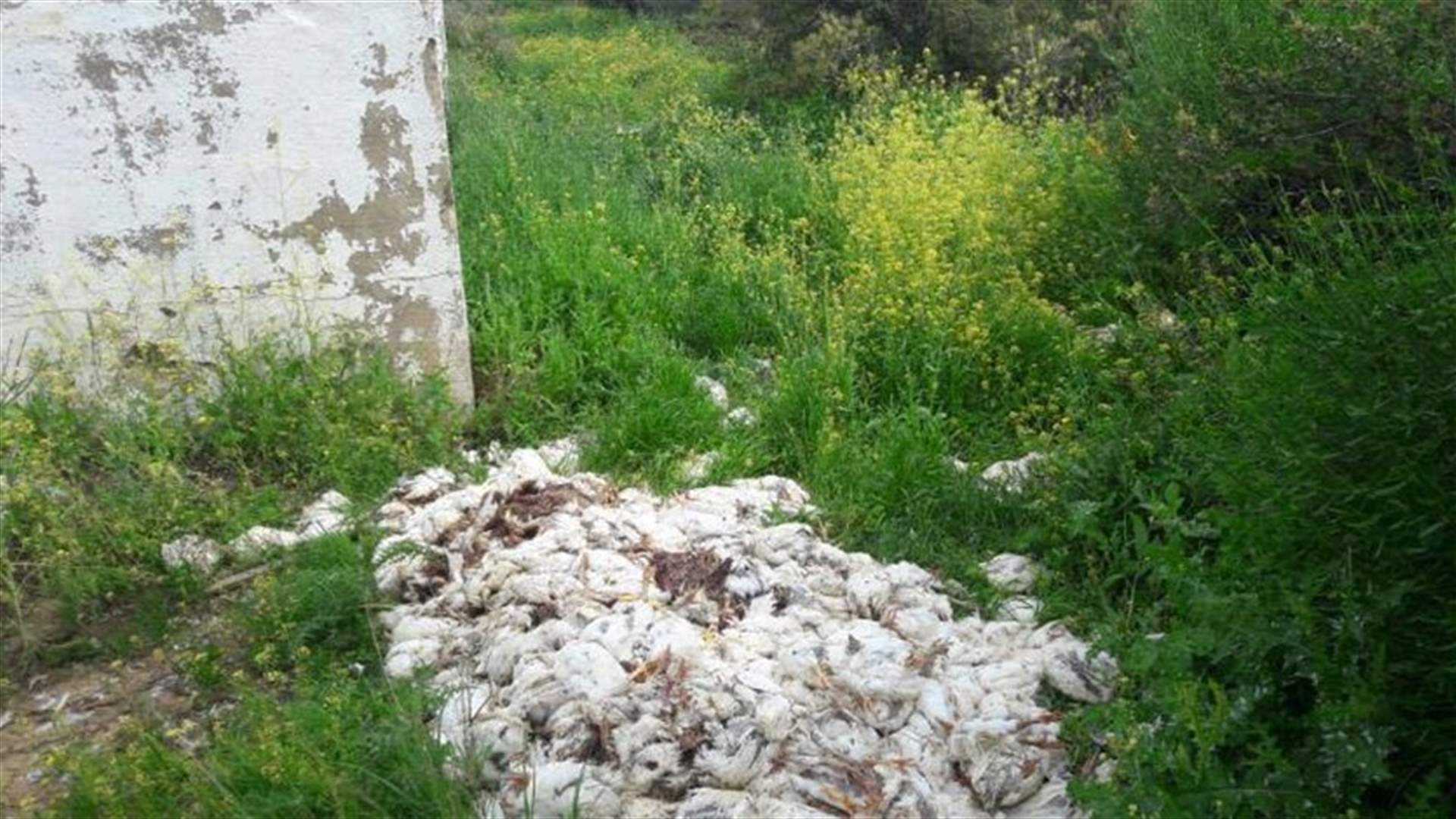 روائح كريهة وميكروبات في راشيا الفخار والسبب...نفوق الاف طيور الدجاج!
