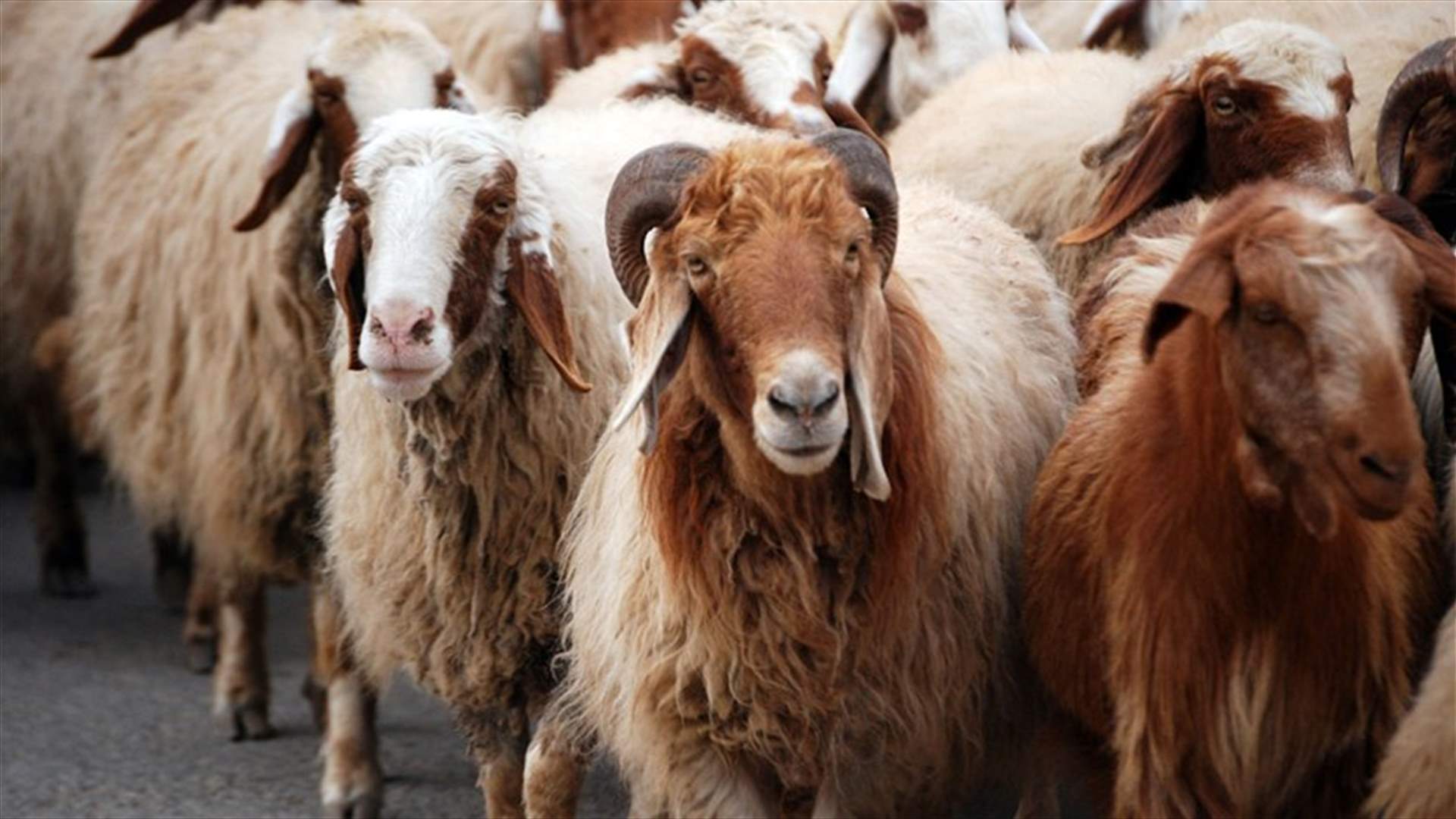 سرقة 16 رأس غنم في كفرشوبا
