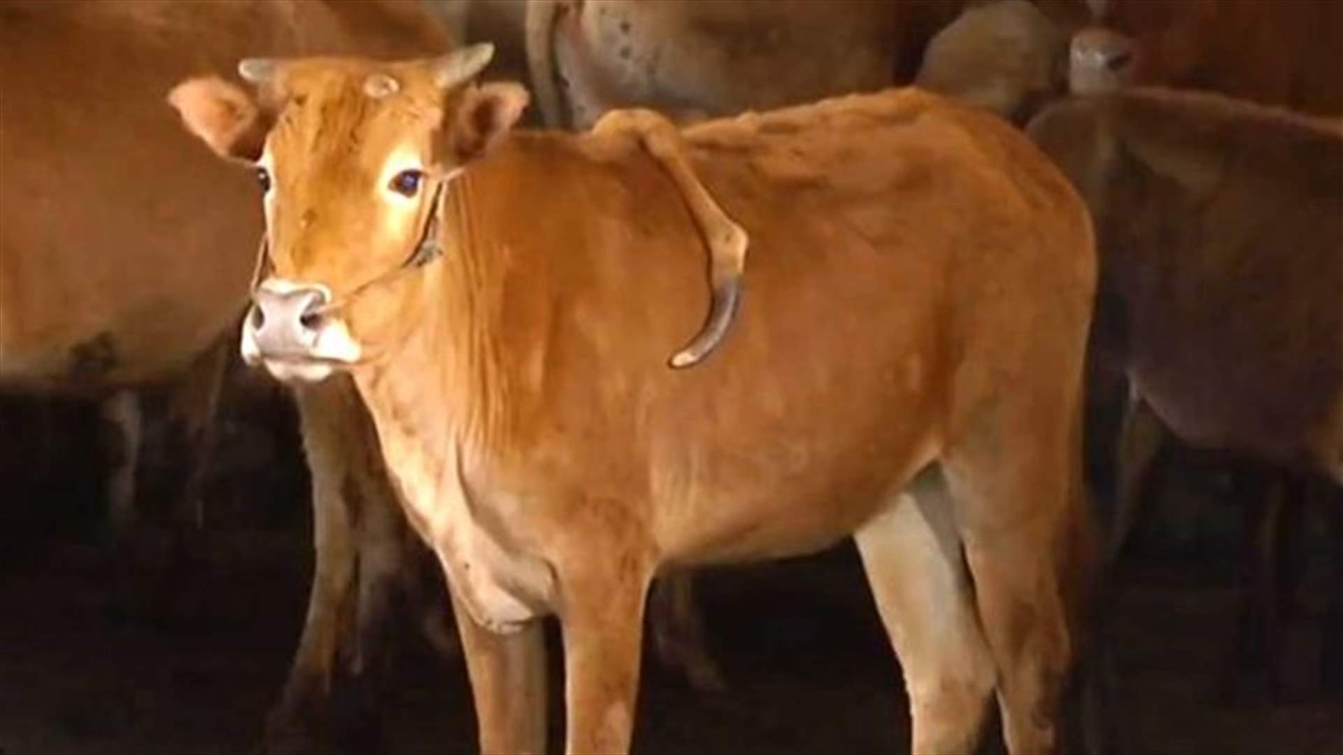 [PHOTOS] Cow Born With Five Legs Saved