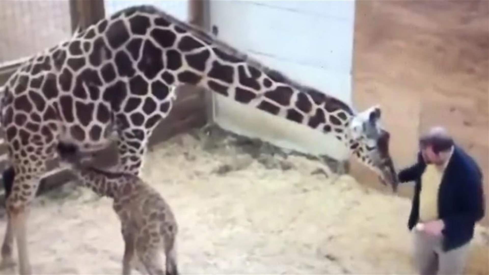 بالفيديو: زرافة ركلت الطبيب البيطري بقوة لتحمي صغيرها