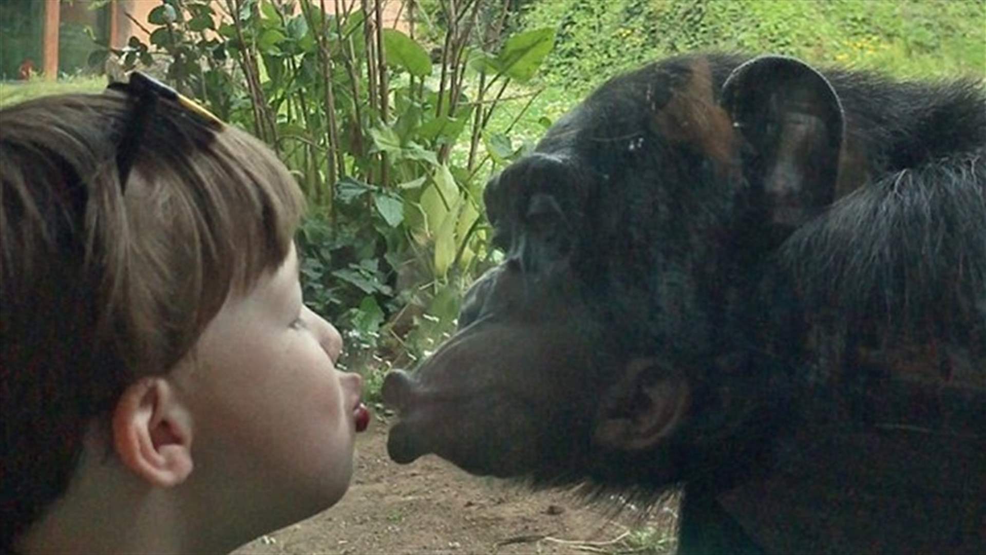 من خلف قفصه الزجاجي... شمبانزي يقبّل طفلاً في حديقة الحيوانات!