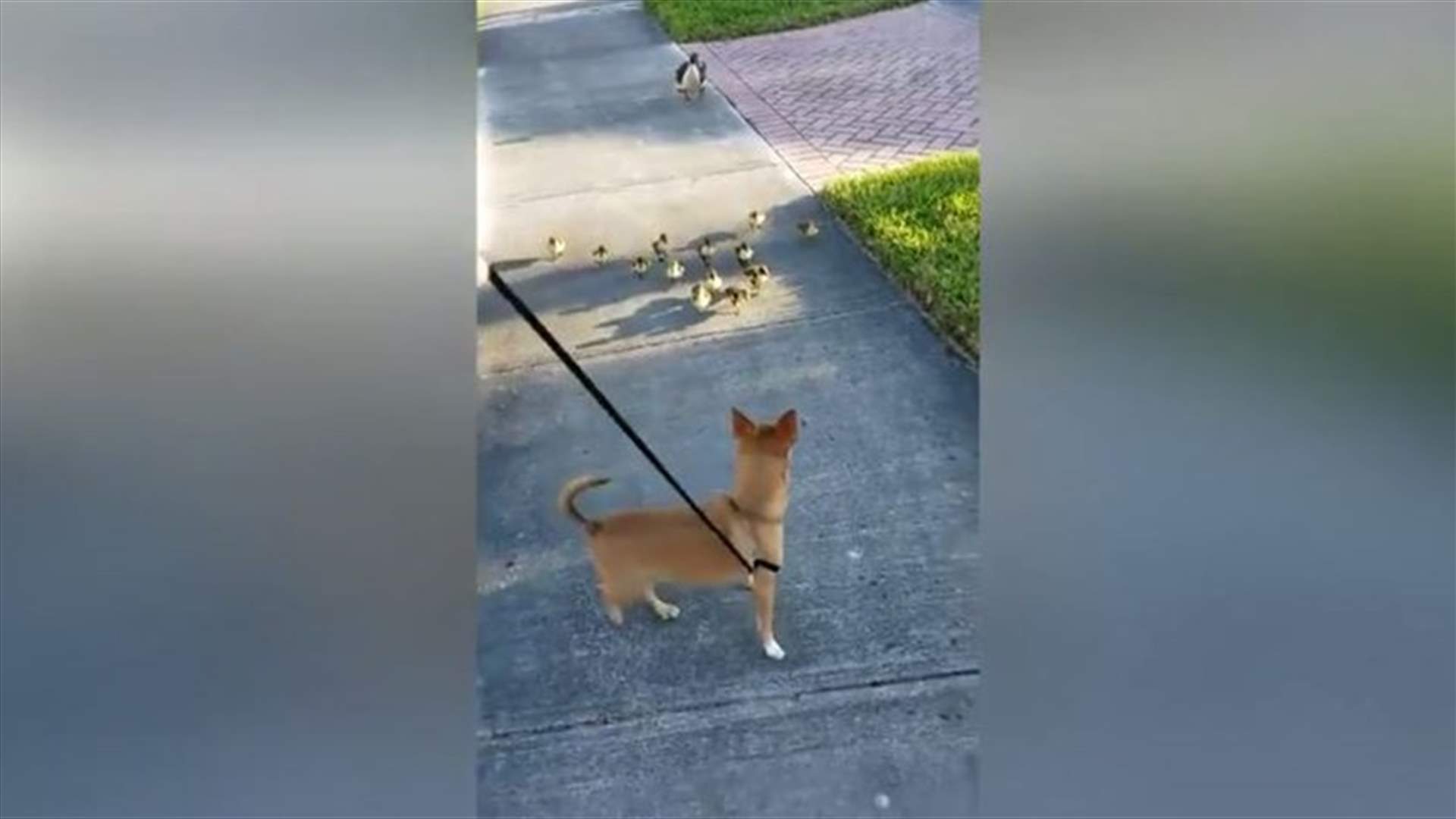 VIDEO – Funny Moment Gang of Tiny Ducklings Chase Chihuahua Down The Street
