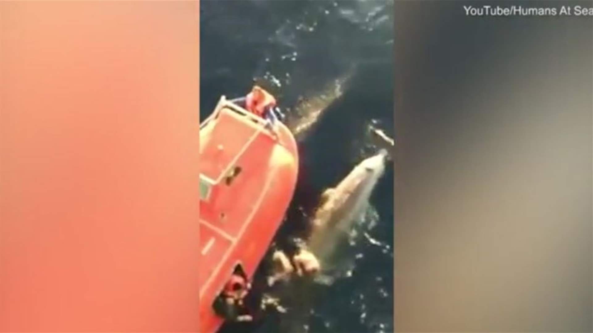 بالفيديو: بحار شجاع رمى بنفسه في الماء... لينقذ الحوت!