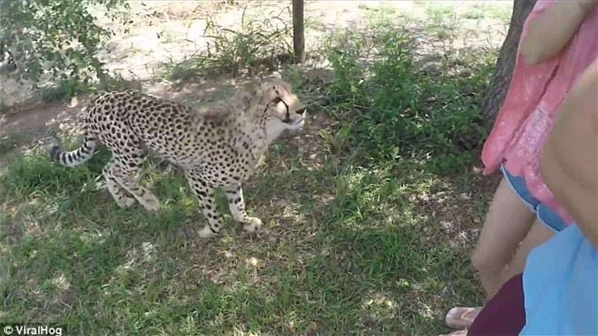 لقطات صادمة: فهد انقض فجأة على سائحة... اليكم التفاصيل!