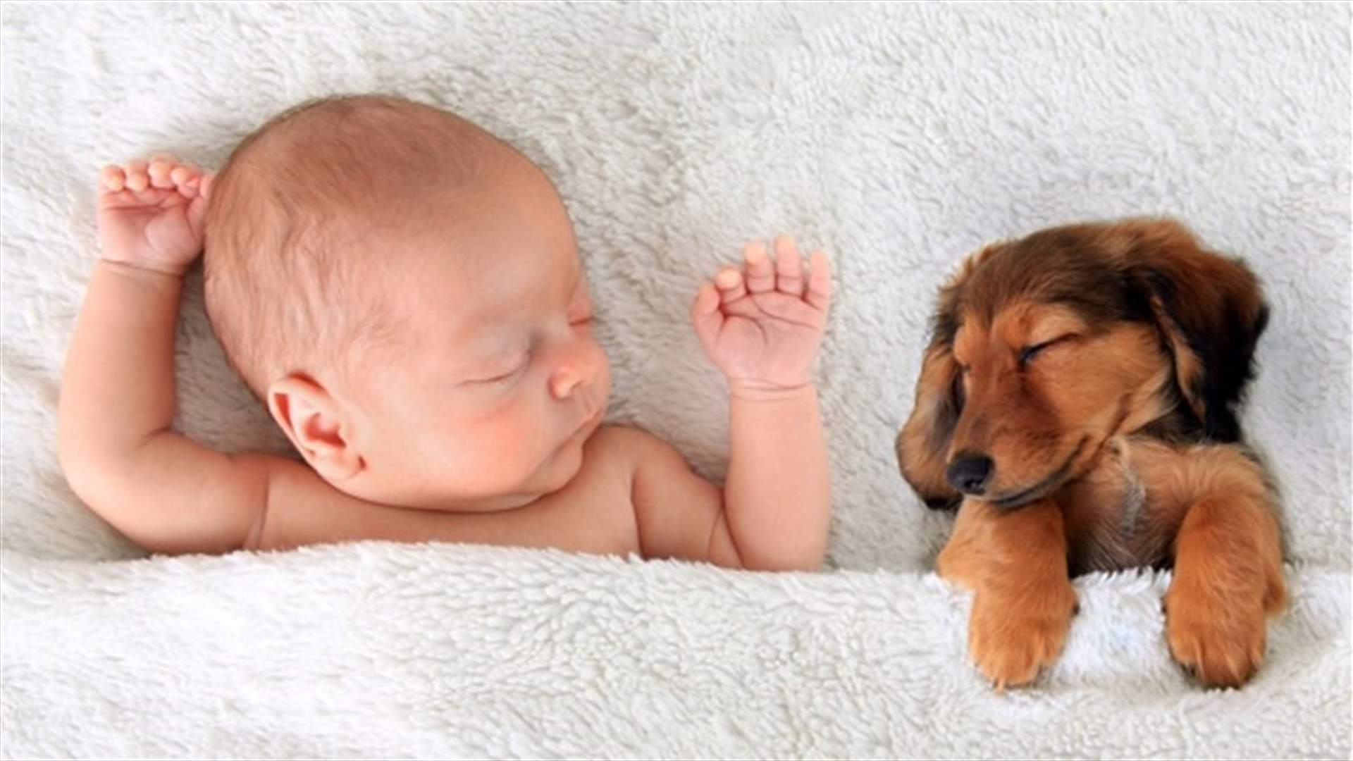 Can Puppies Protect Babies From Allergies And Obesity&#63;