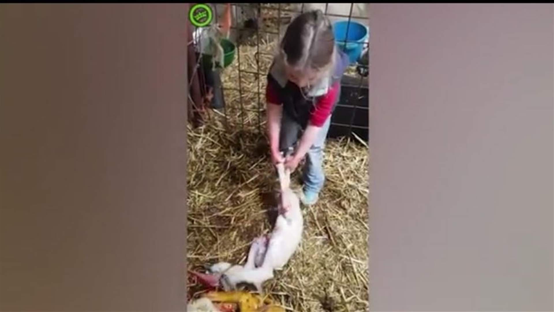 فيديو مذهل... طفلة تساعد نعجة على الولادة!
