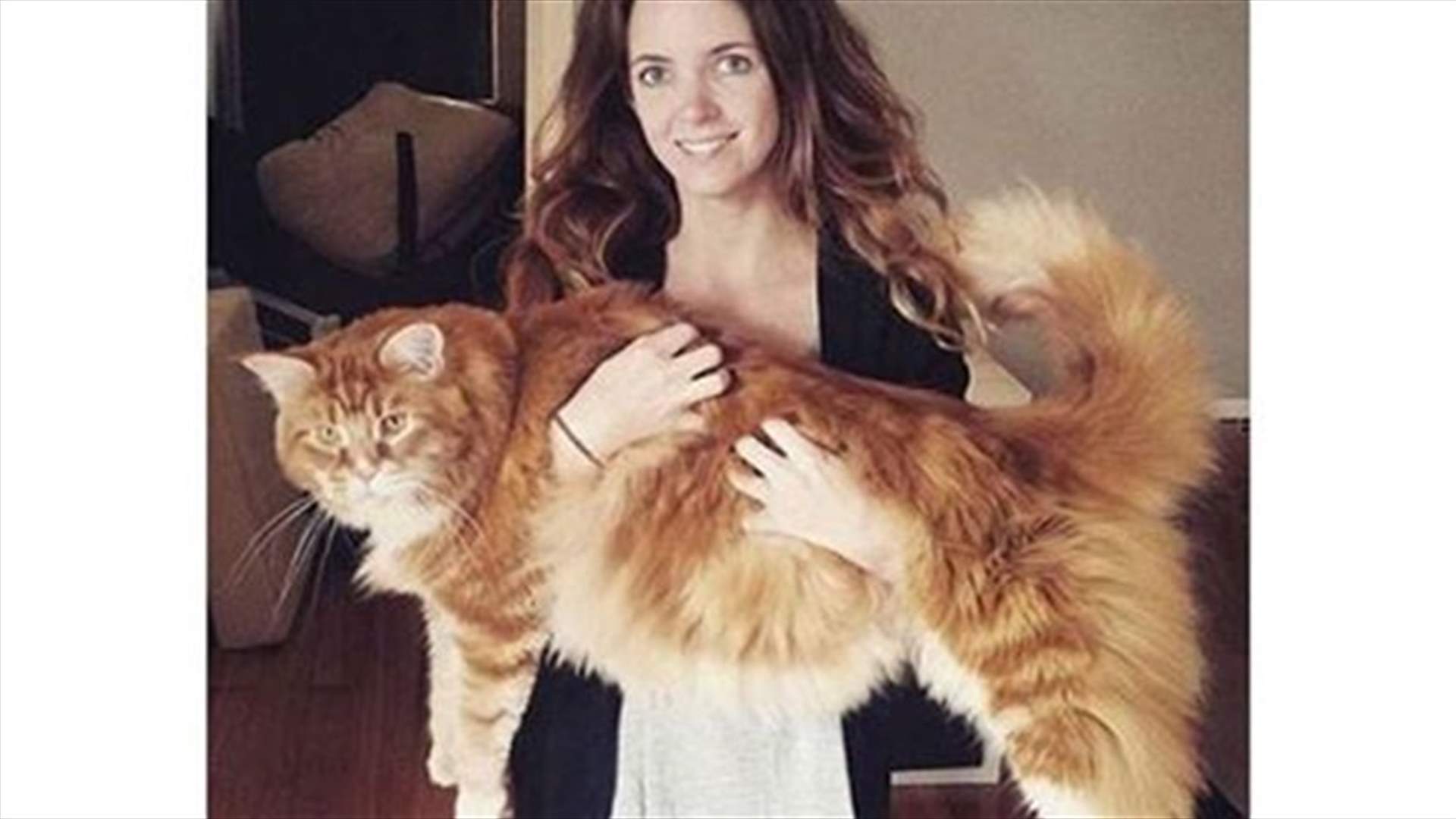 [PHOTOS] Maine Coon cat in Australia may be world&#39;s longest