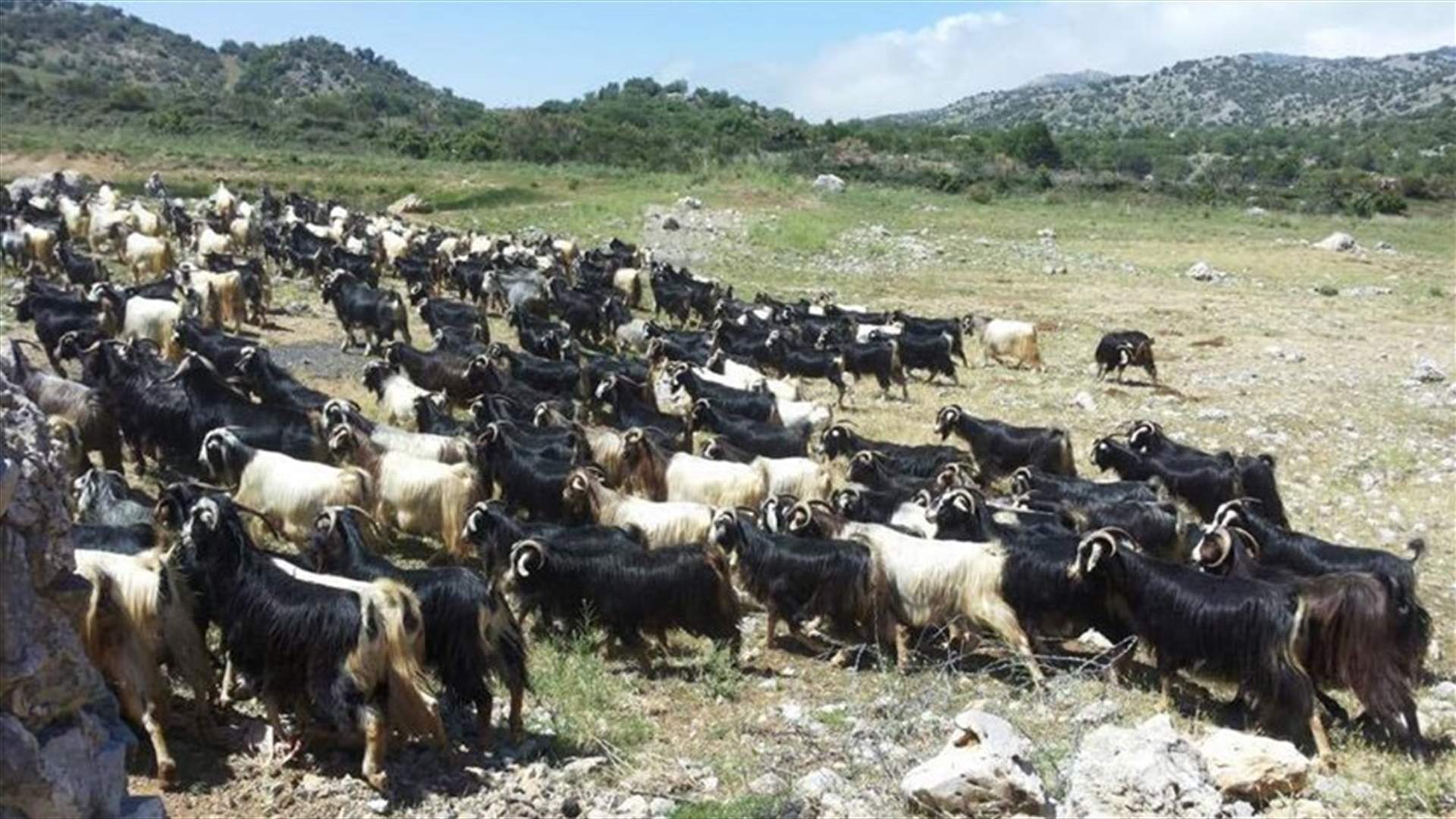 قوة اسرائيلية تخرق خط الانسحاب...