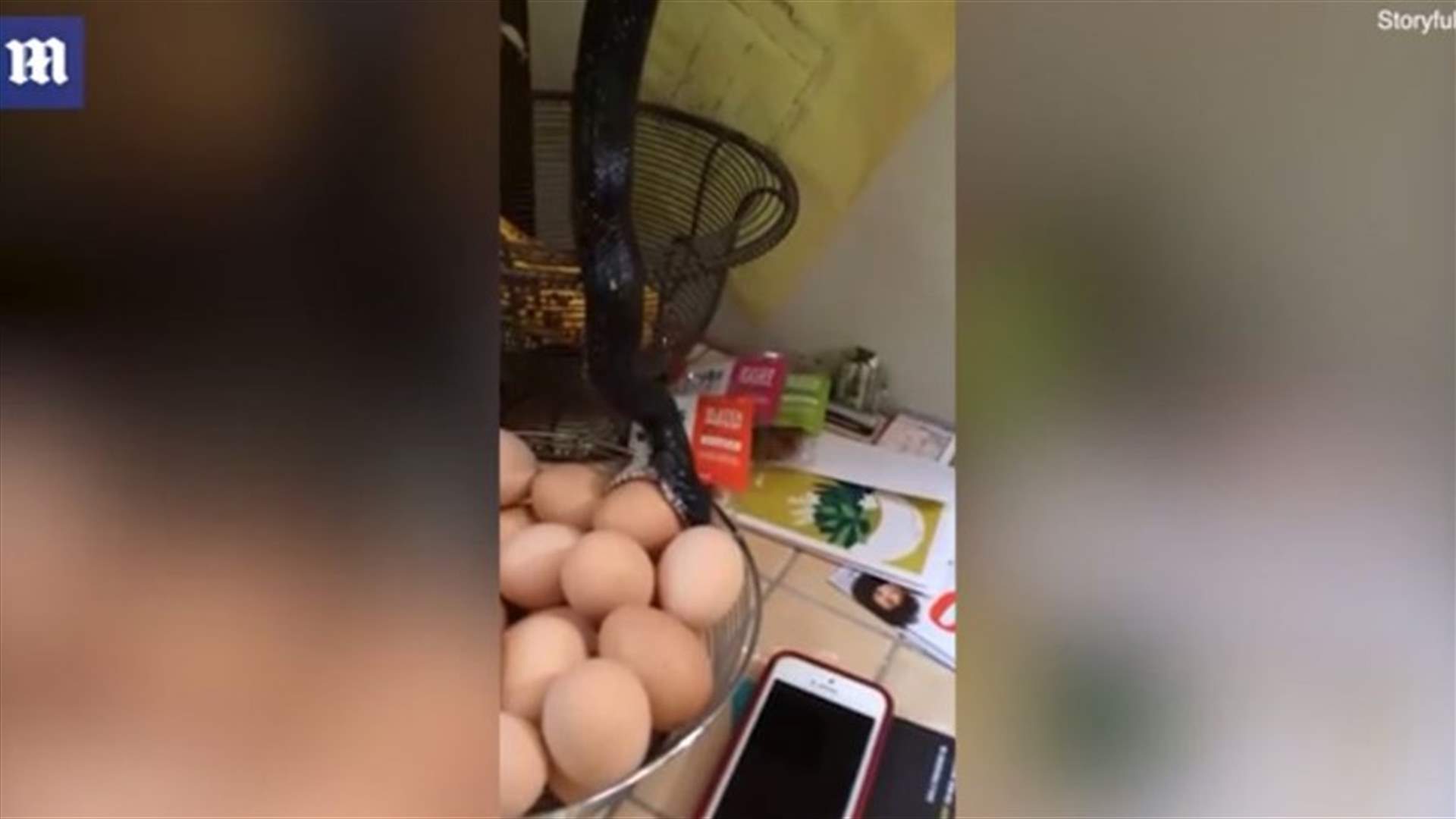 فيديو يحصد 3.8 مليون مشاهدة... ثعبان يحاول ابتلاع بيضة داخل المنزل!