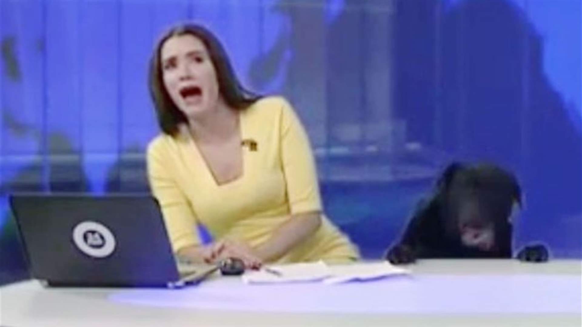 VIDEO- Dog Interrupts Live Broadcast, Startles News Anchor
