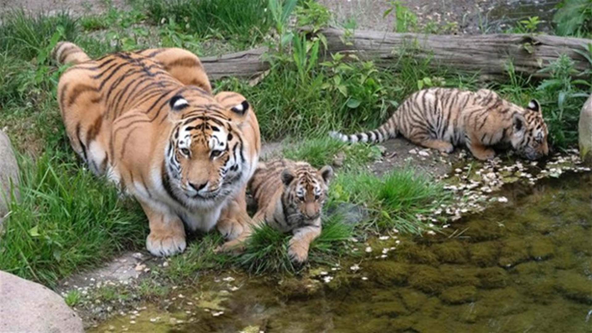 Zookeeper Killed By Tiger At English Zoo - BBC