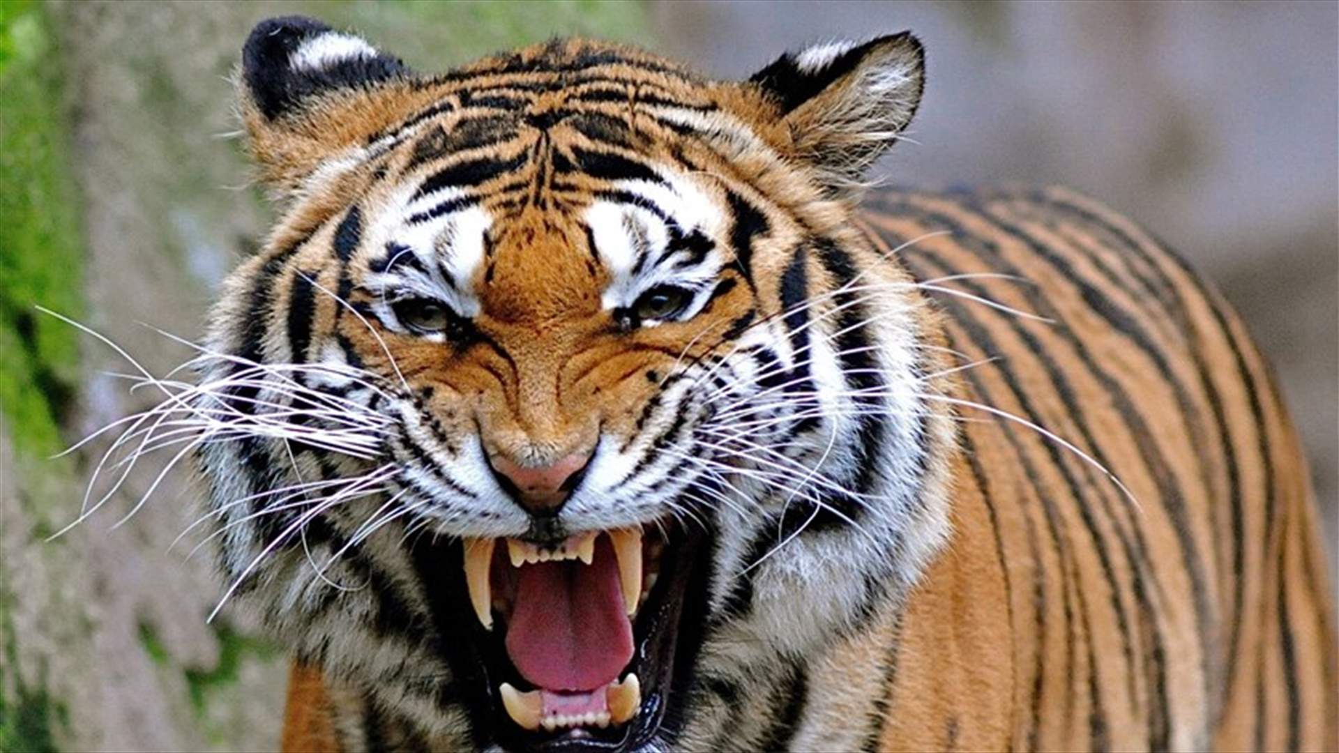 نمر يقتل حارسة بحديقة حيوانات  في انجلترا