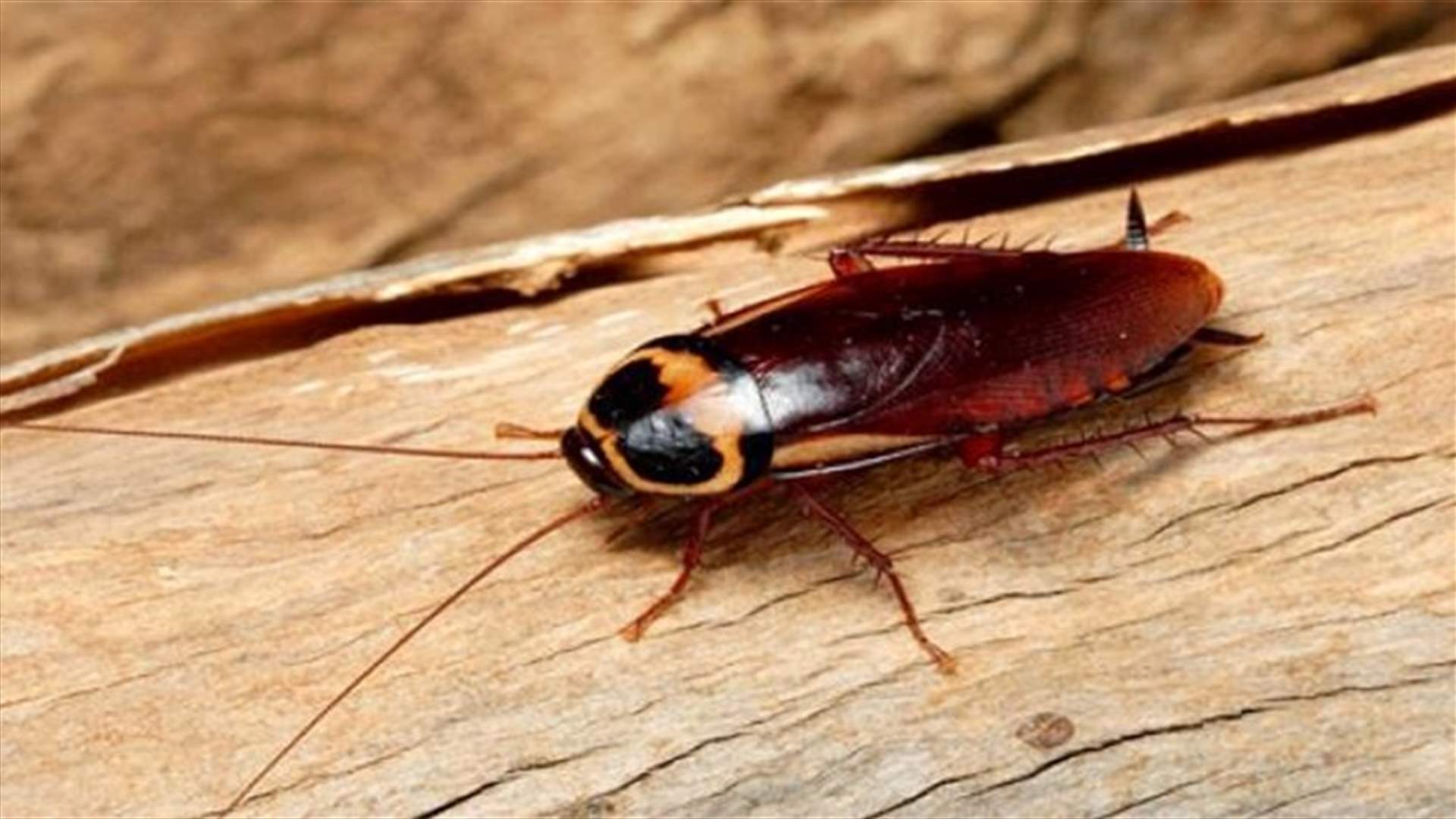 3 طرق طبيعية للتخلص من الصراصير خلال الصيف!