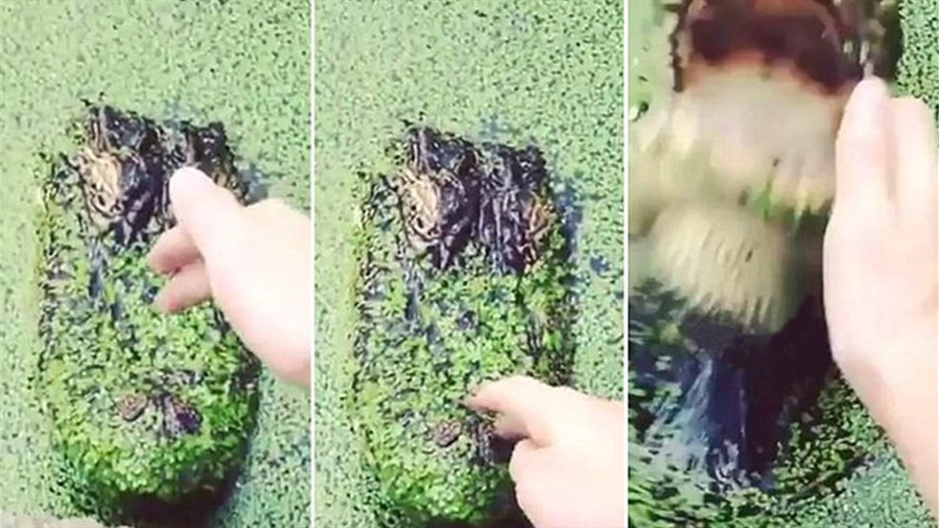 بالفيديو: هذا ما حصل له حين اقترب من تمساح غاضب!