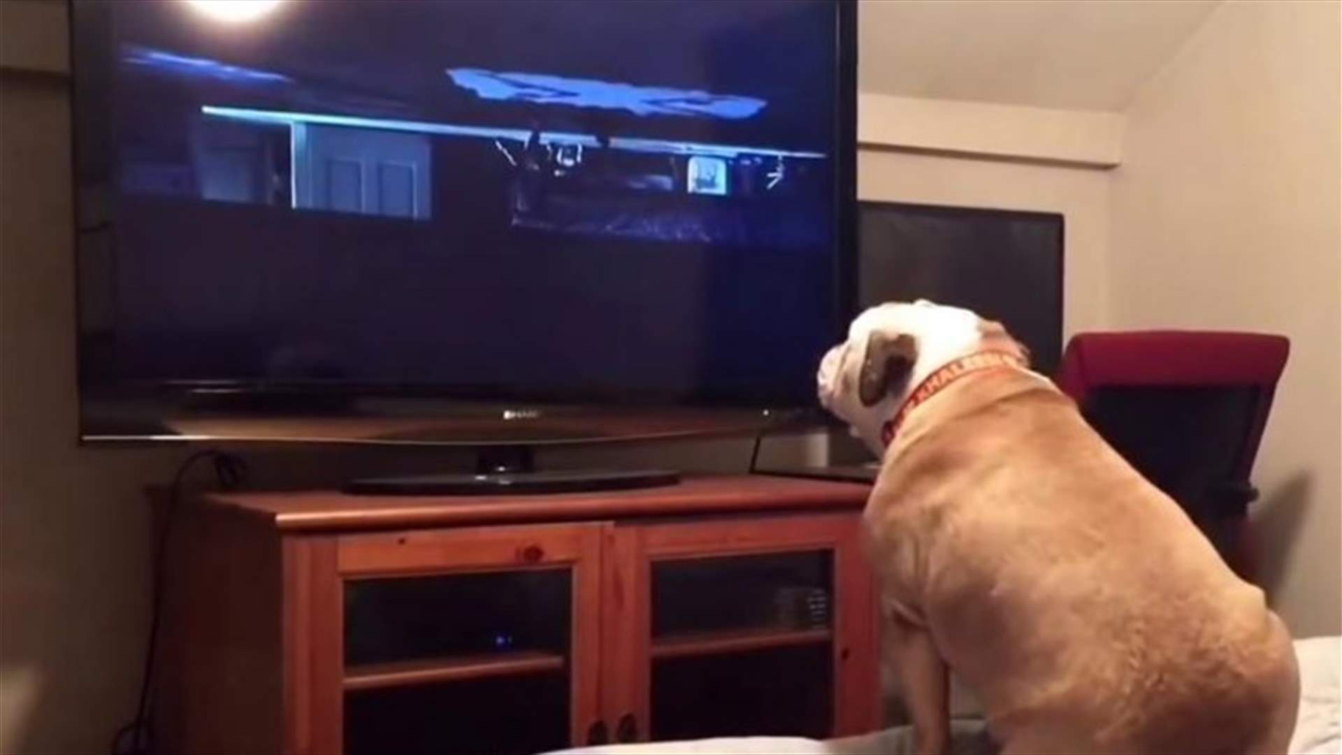 [VIDEO] Horror Movie-Watching Dog Tries To Warn Characters Of Danger