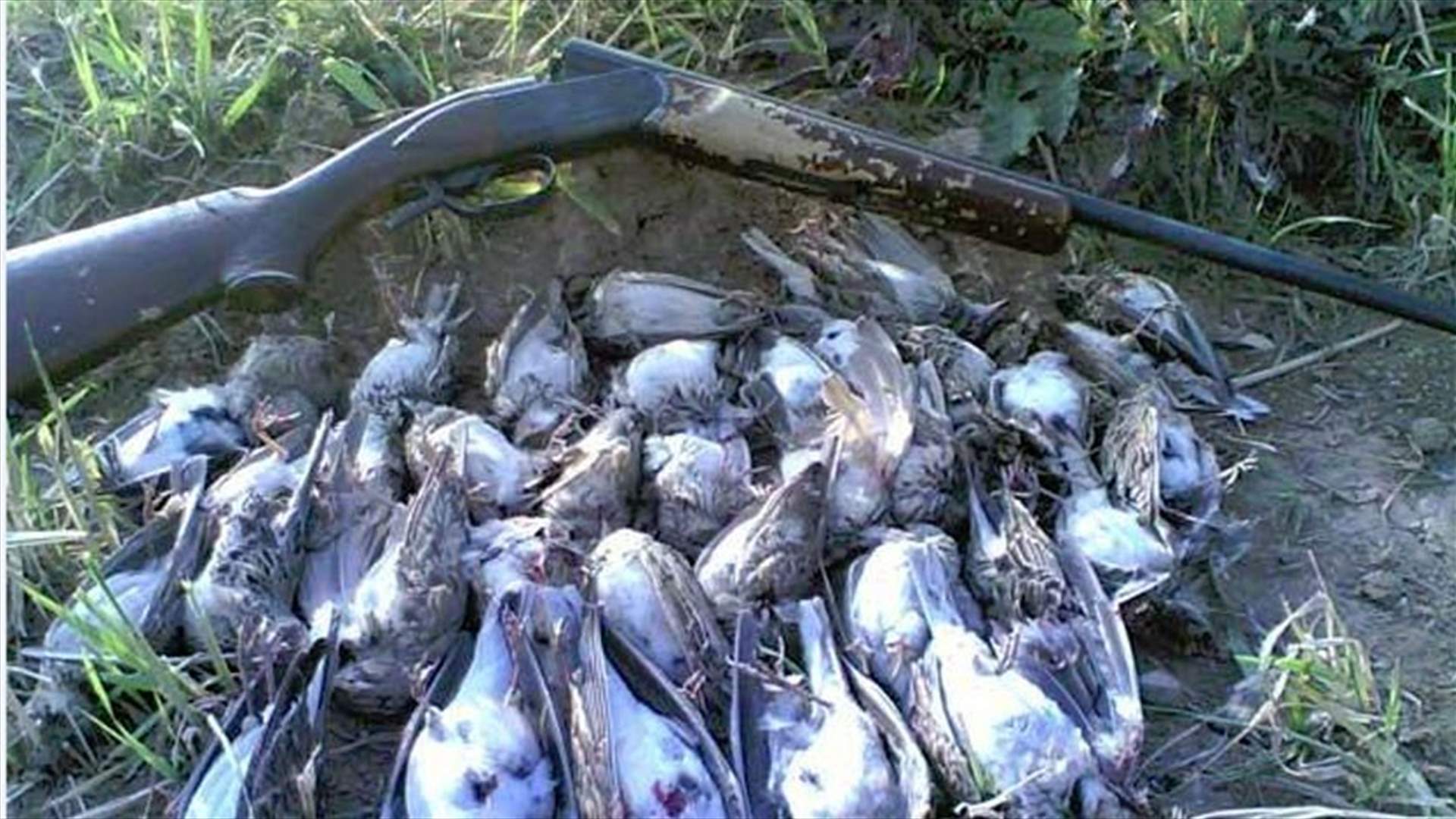 Environment Minister approves hunting licenses