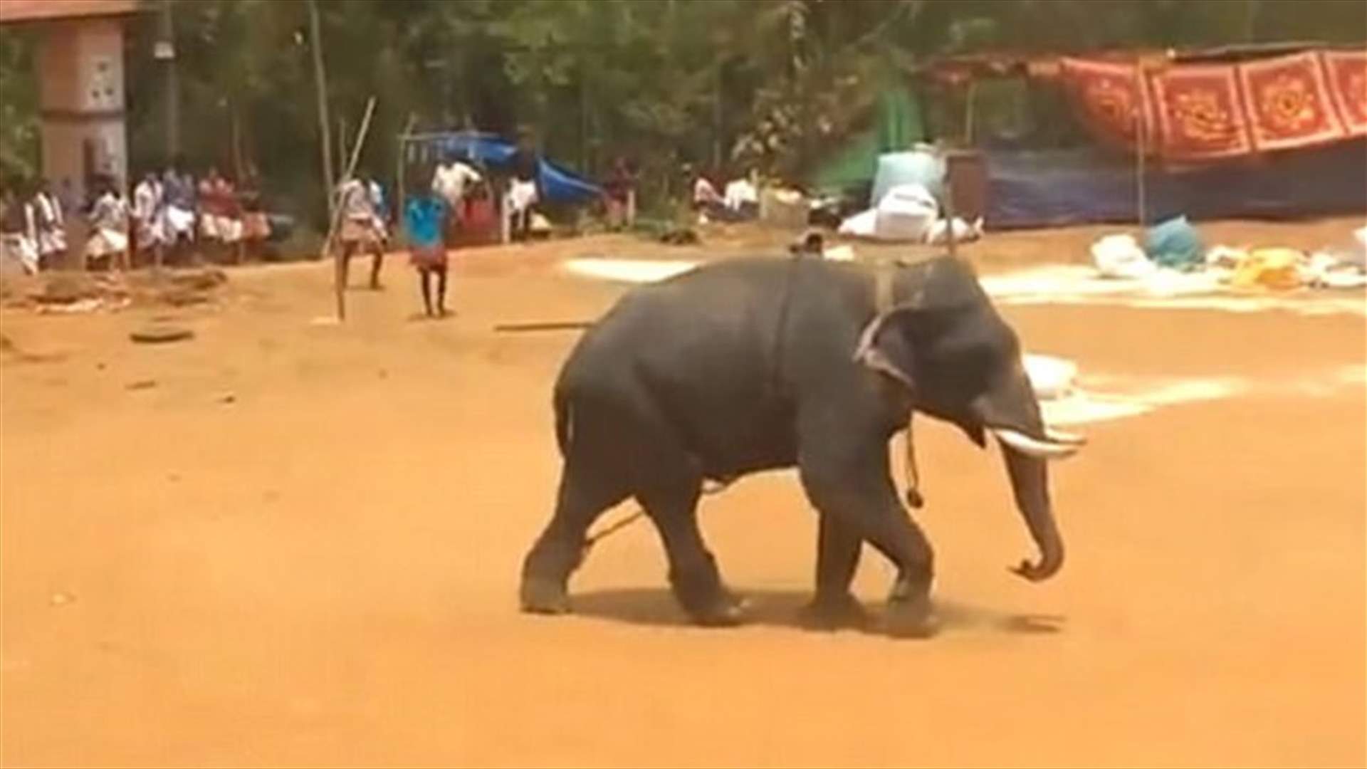 بالفيديو: فيل غاضب فرّ من صاحبه... هذا ما فعله بسيّارة صغيرة!