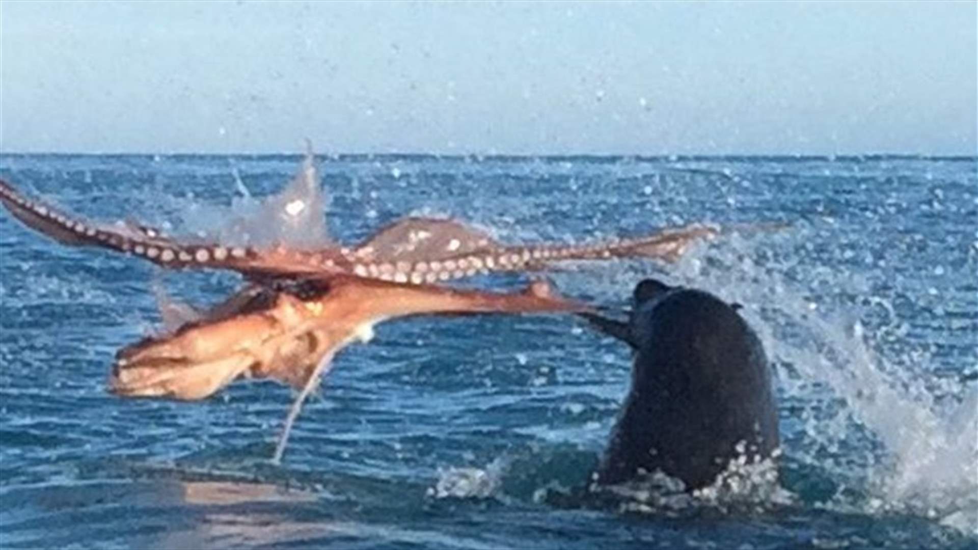 VIDEO – Astonishing Moment Tourists Witness Epic Fight Between Enormous Seal And Octopus