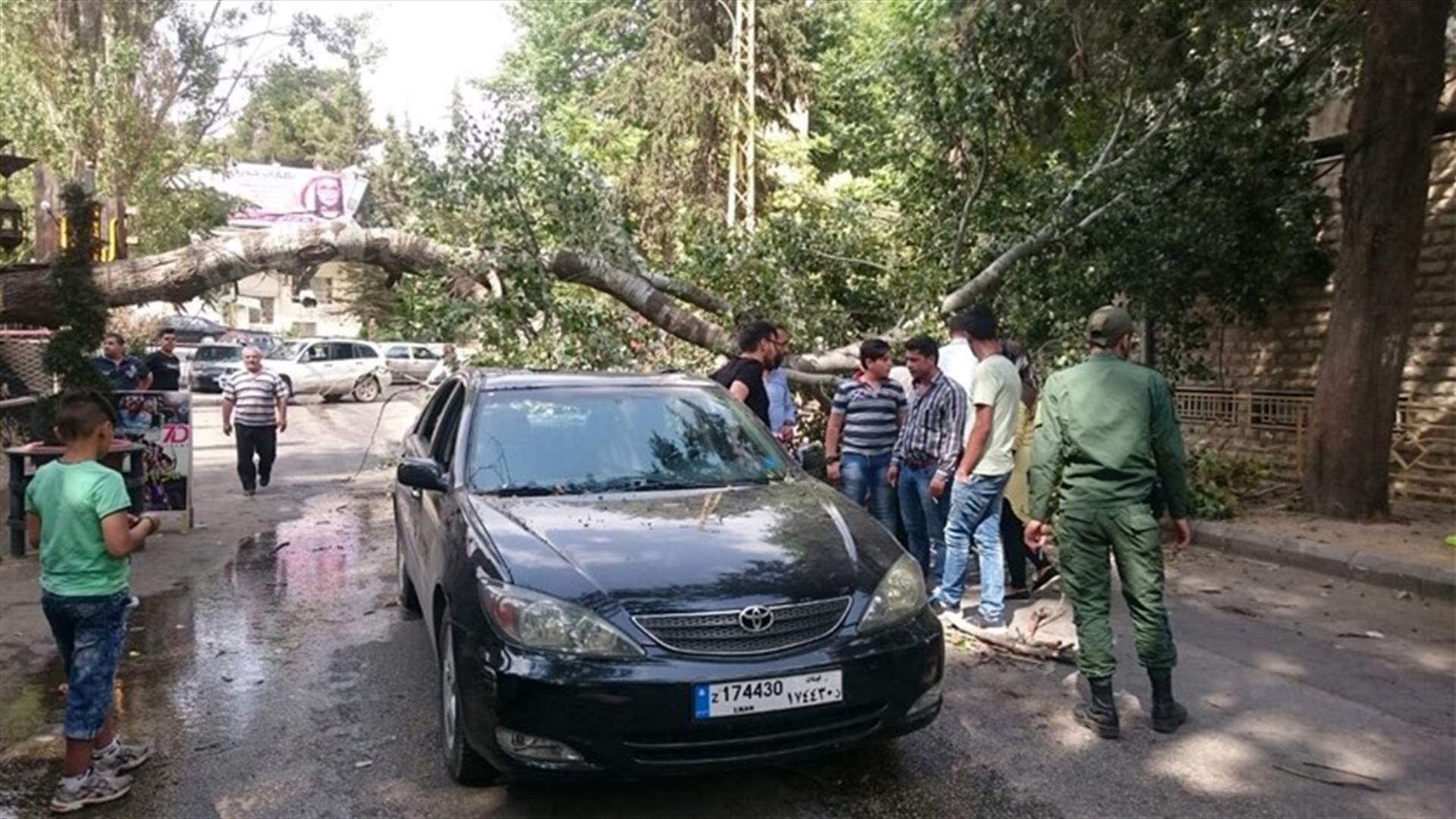 بالصورة - سقوط شجرة على سيارة في بعلبك