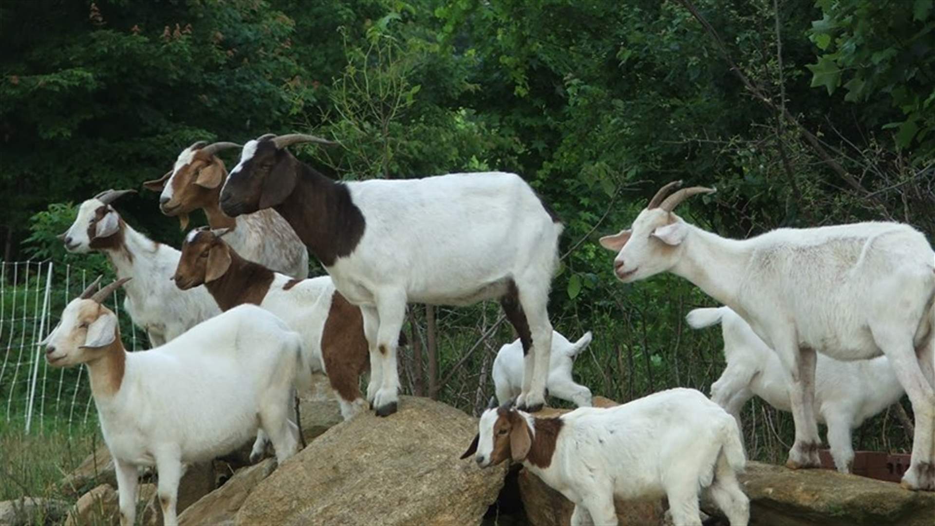 خاص بالصورة - أفعى معمرة في النبطية... ابتلعت 4 رؤوس ماعز