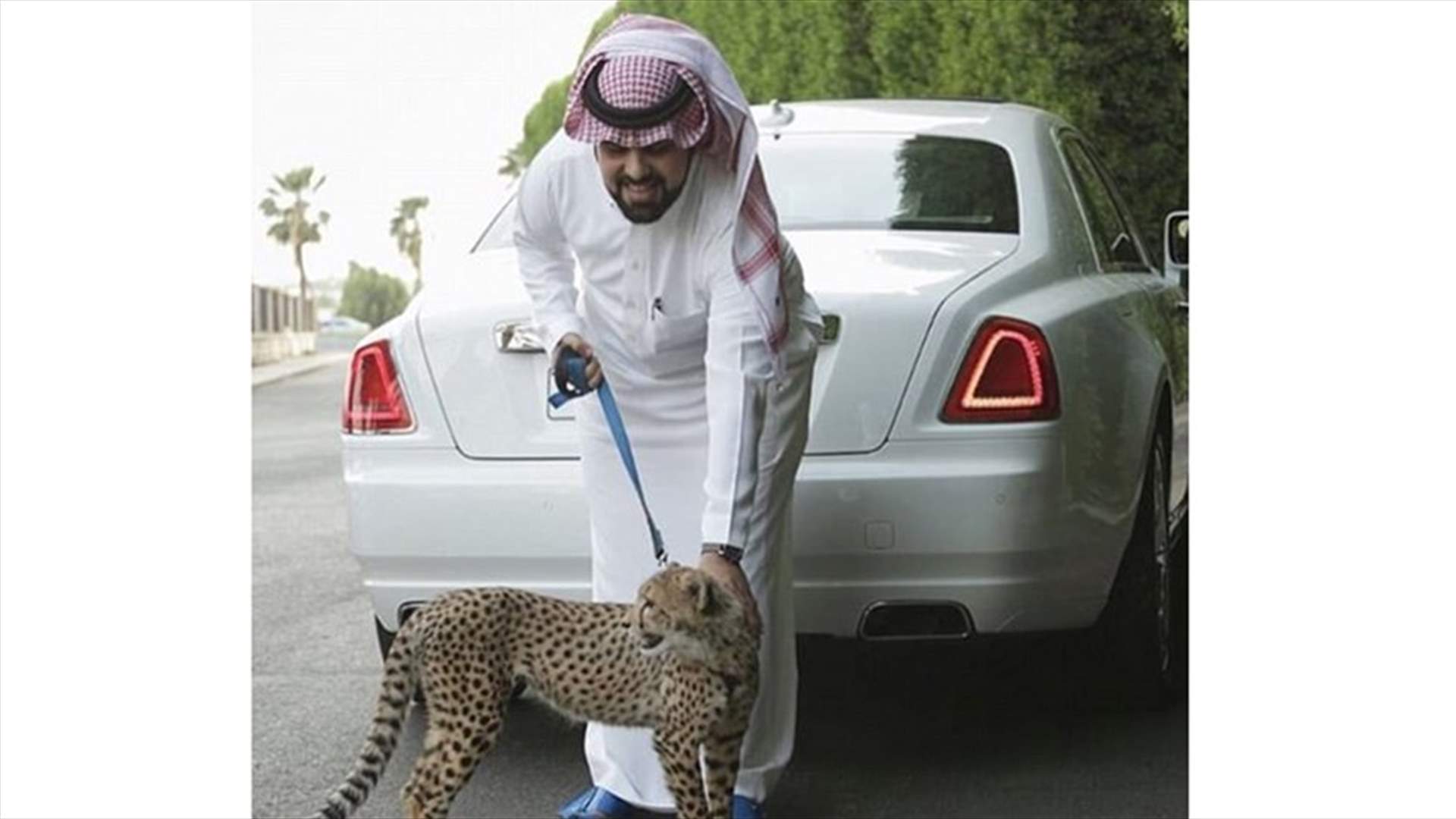 بالصور- أبناء الأغنياء في السعودية يجتاحون انستغرام... أسلحة وحيوانات خطيرة!