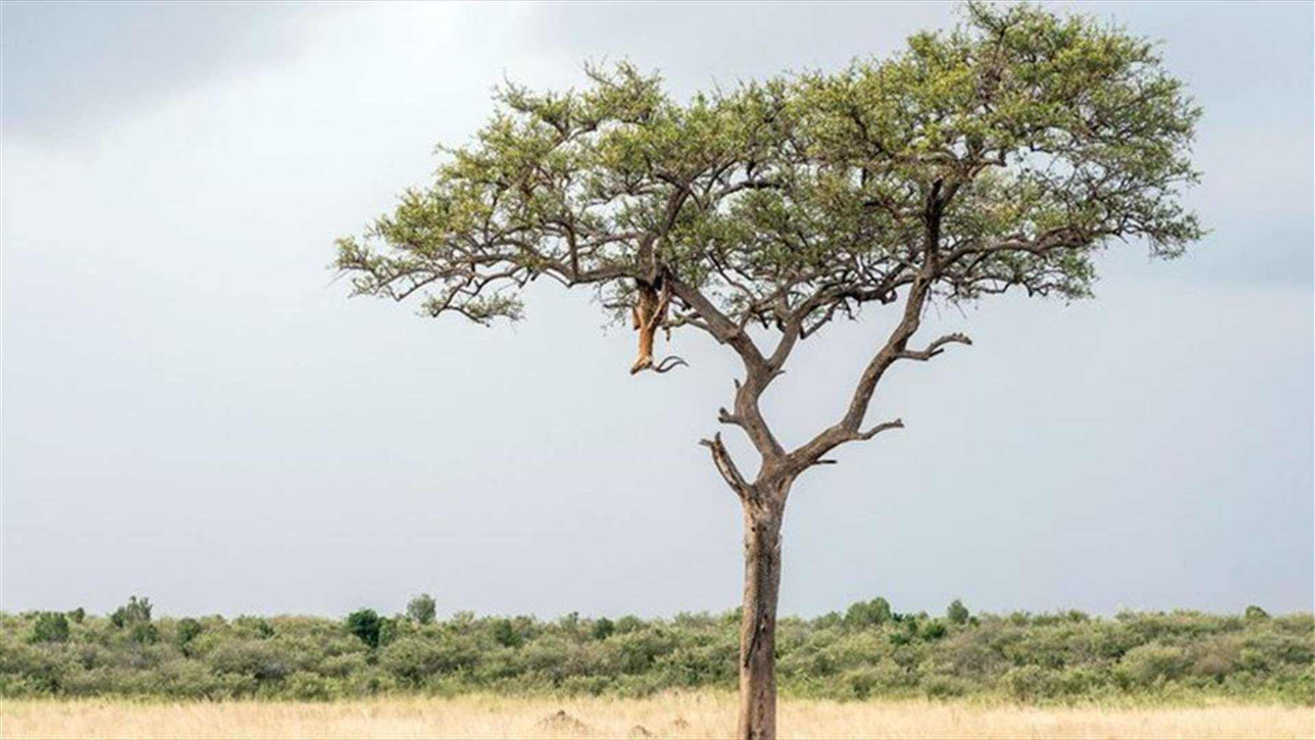 Can You Spot The Perfectly Camouflaged Leopard In This Tree?