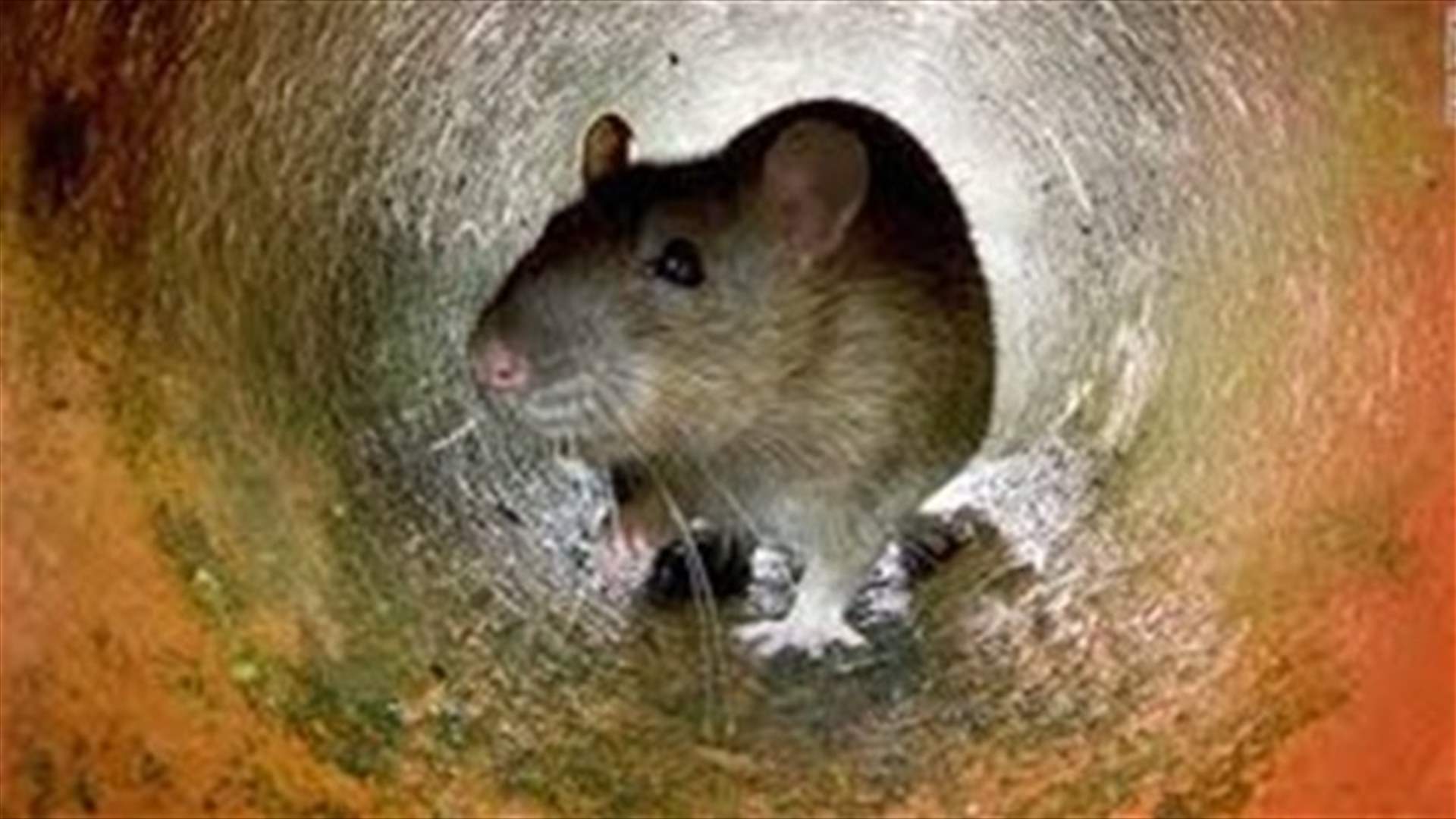 New York City declares war on rats with $32 million plan