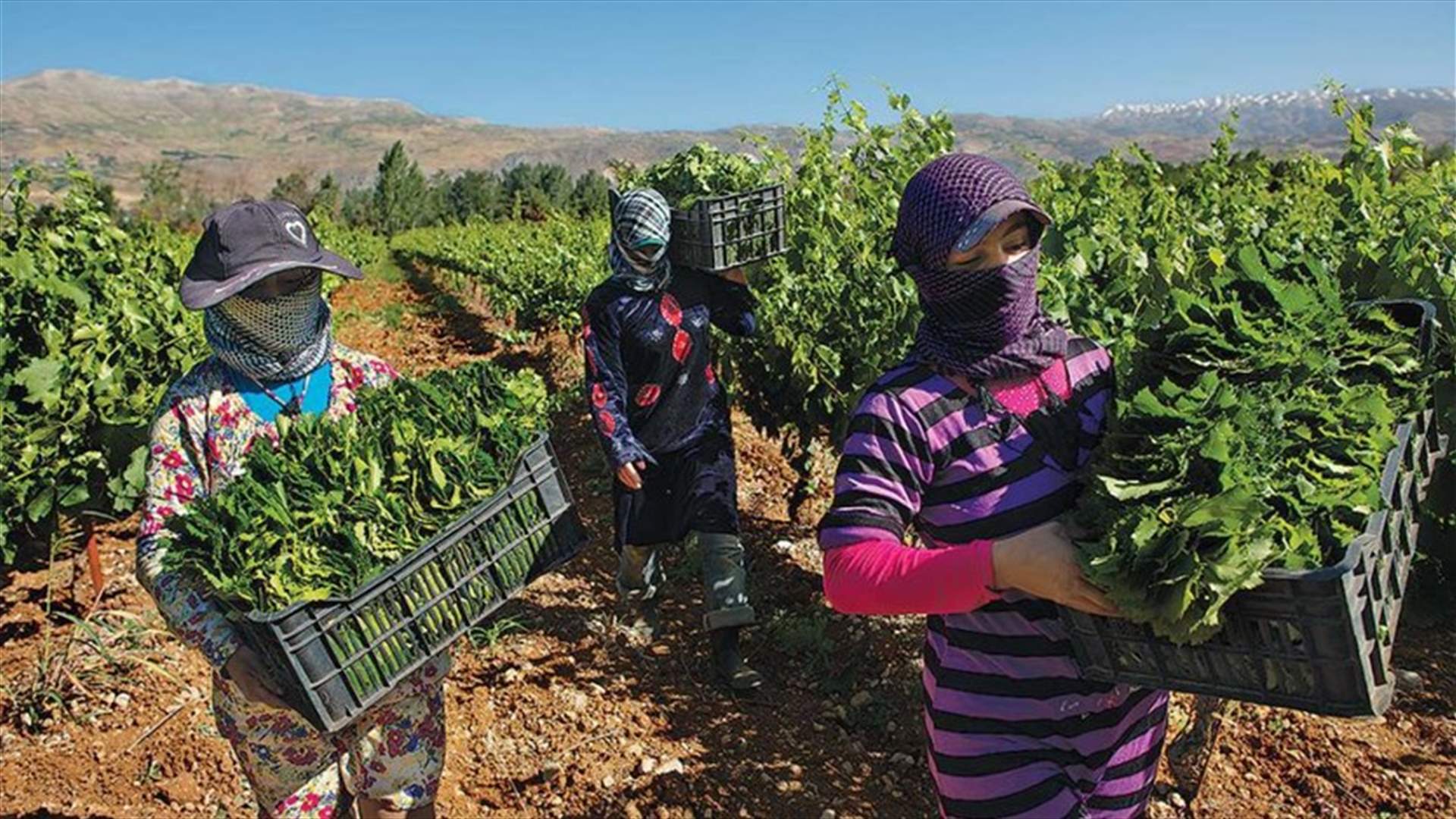 مزارعو الهرمل: لتأمين المياه للمنطقة