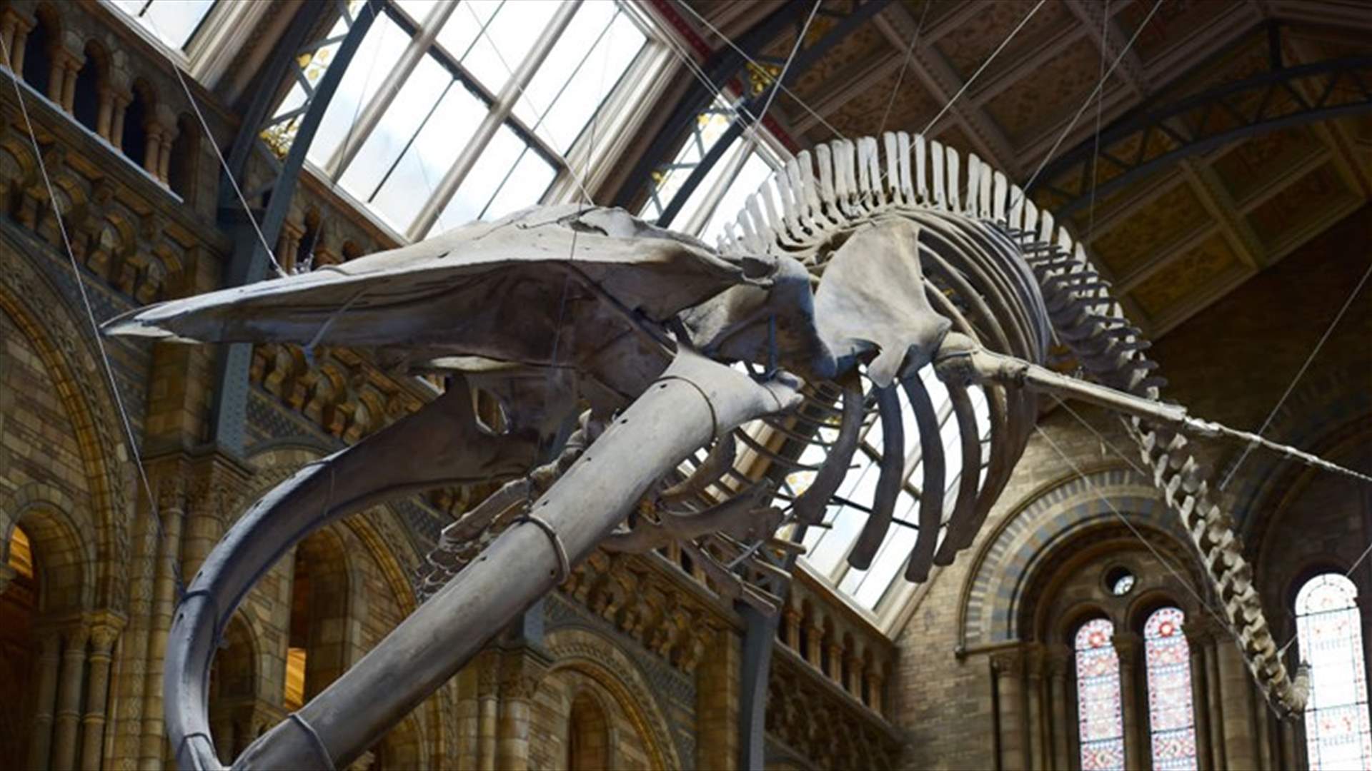 Farewell Dippy The Dinosaur - London Museum Installs Whale Skeleton