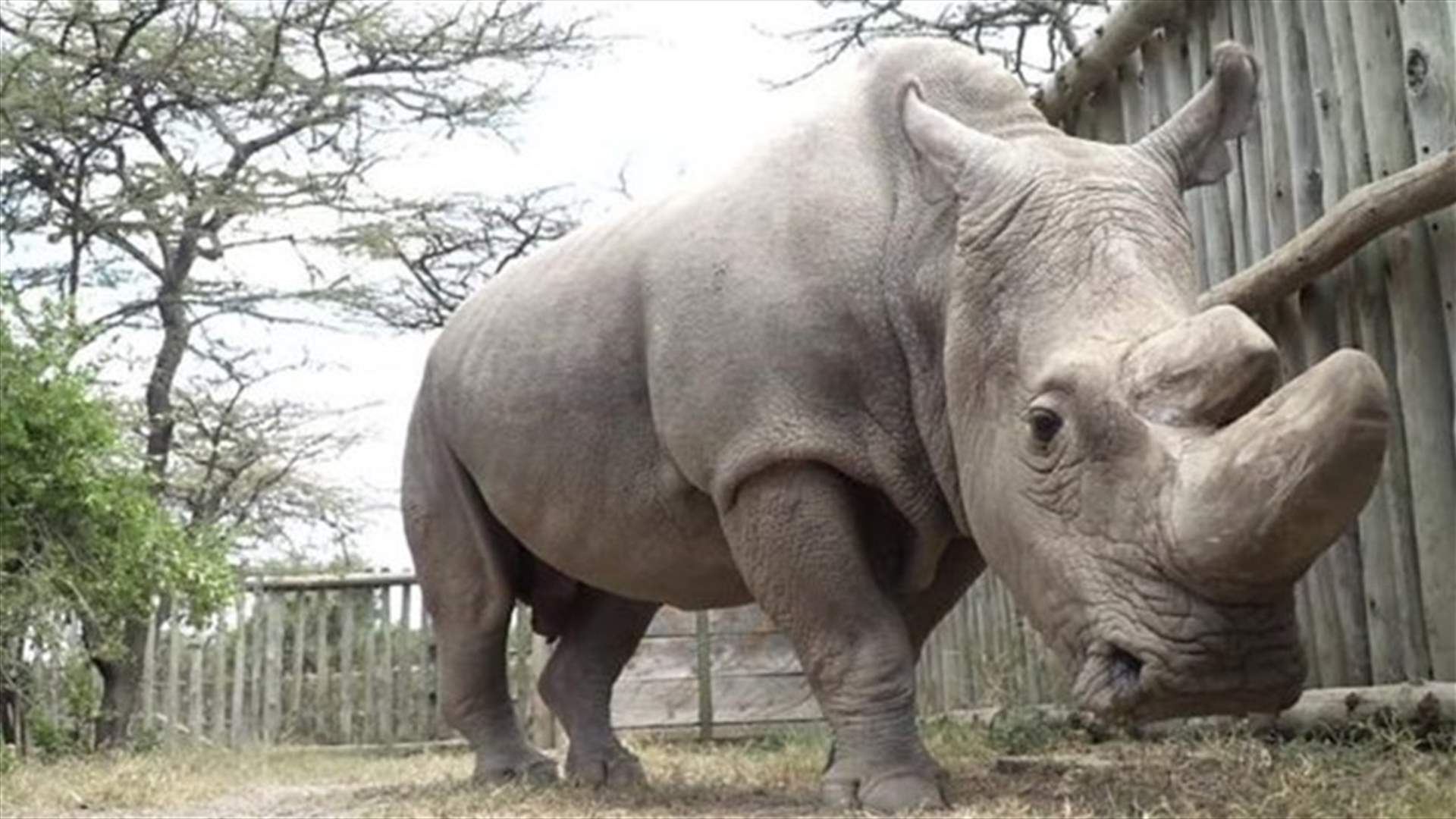 UK Zoo Donates White Rhino Eggs In IVF Bid To Save Species