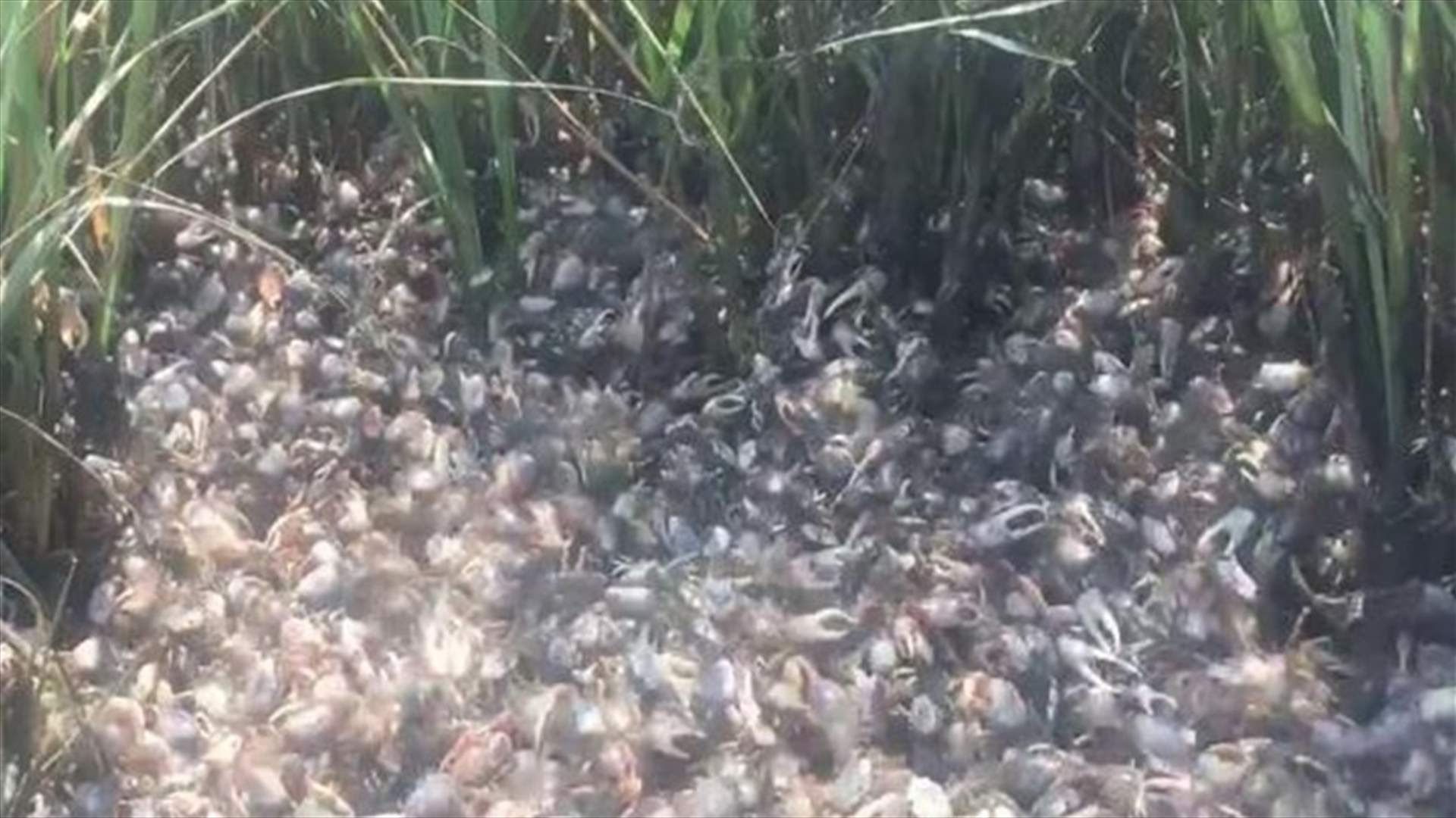 [VIDEO]  “Crab Army” Marches On A Beach