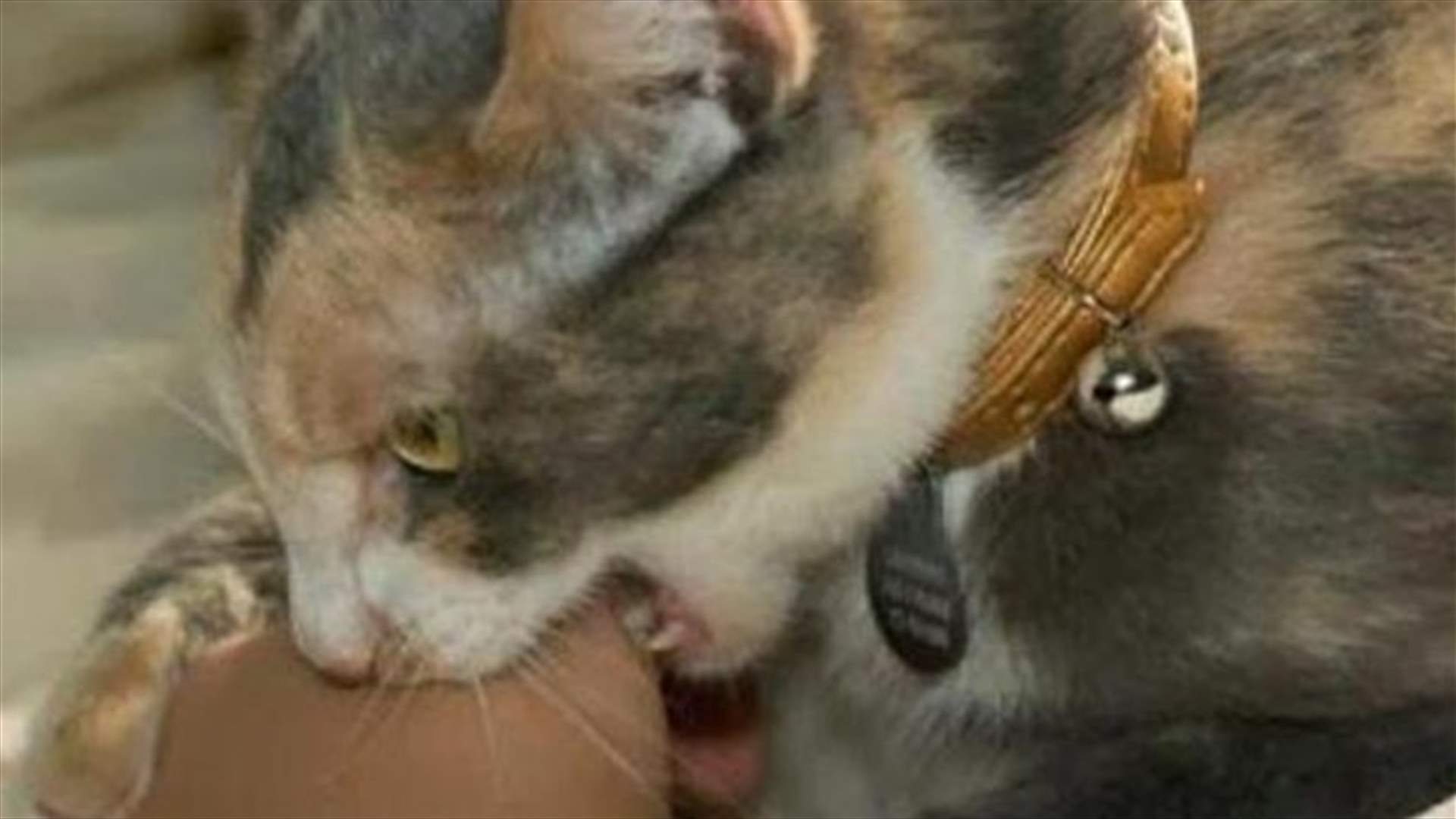 "عضة قط" أودت بحياتها... إليكم التفاصيل