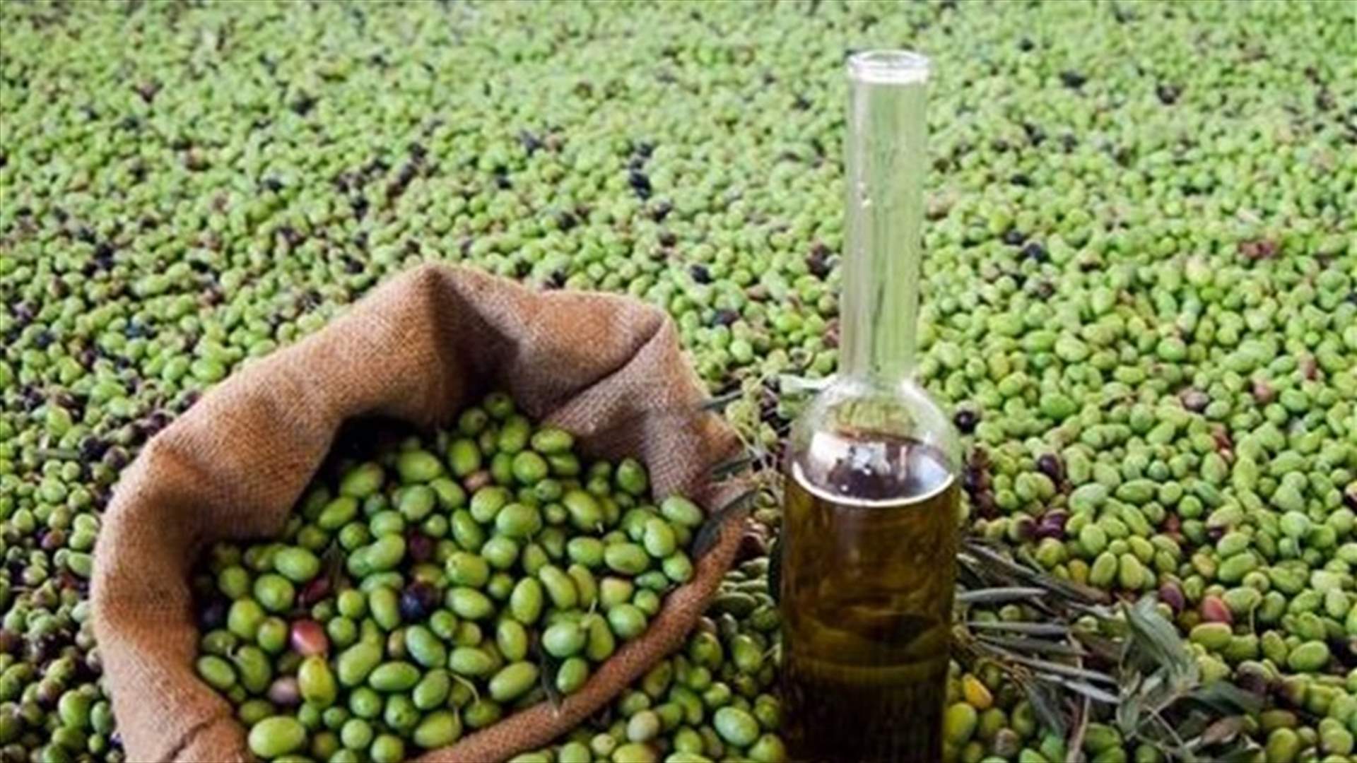 لقاء موسع مع مزارعي الزيتون...