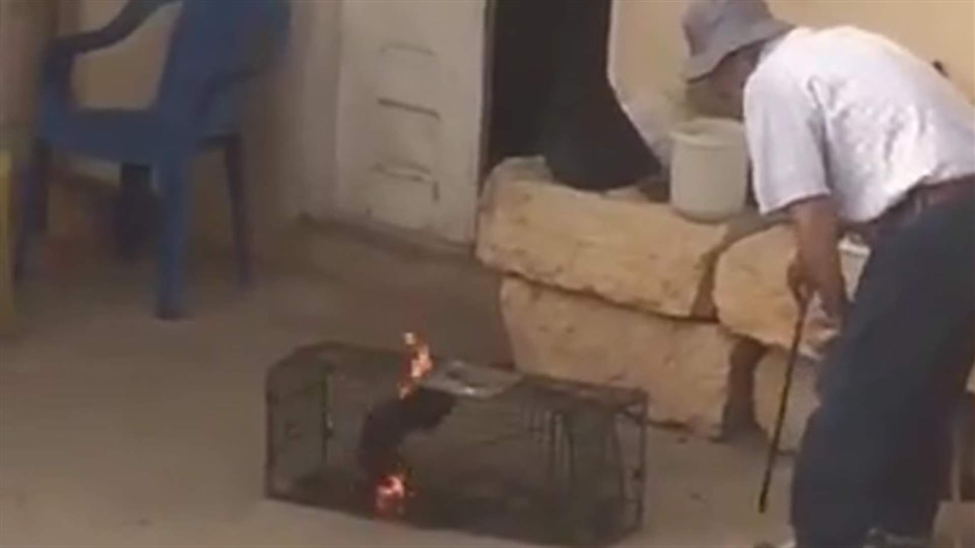 بالصورة- مواطن يقتل حيوانا بريا حرقا داخل قفص