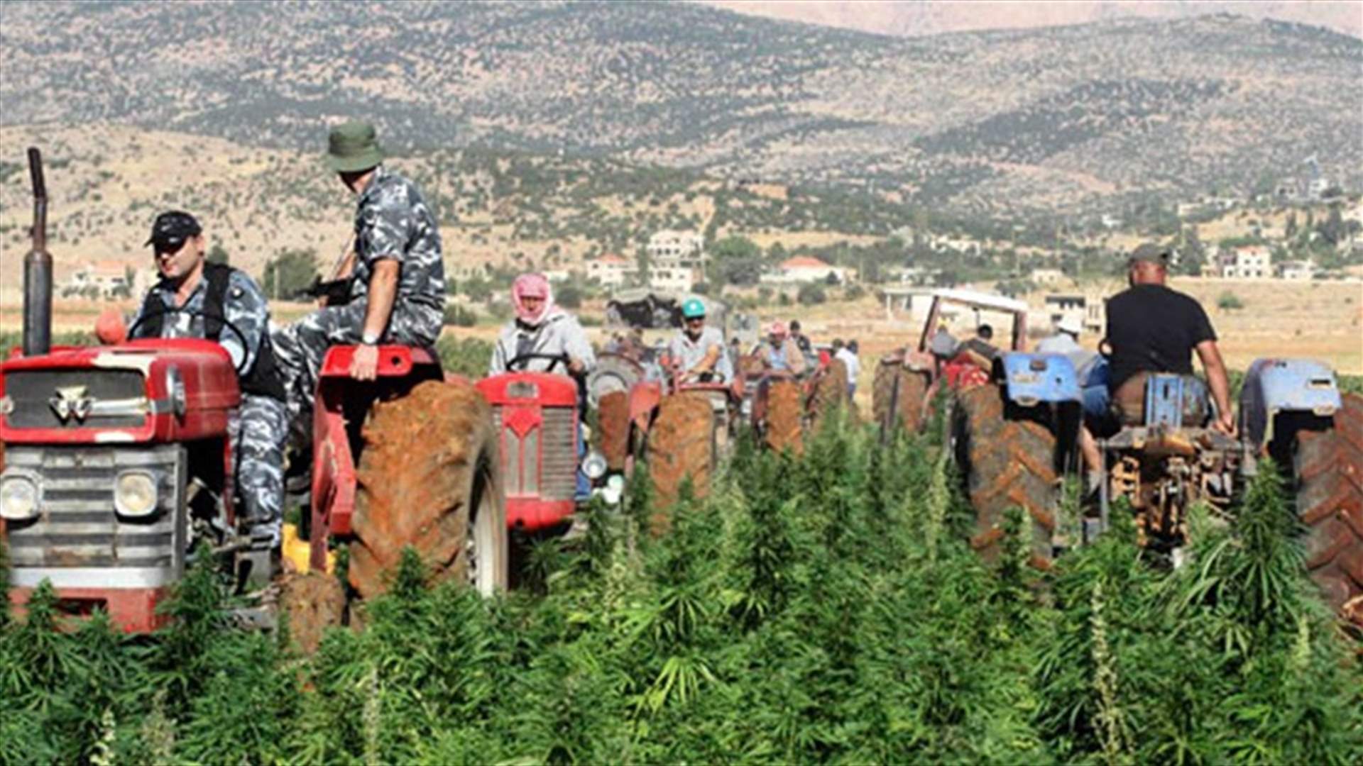 حان موسم تلف الحشيشة