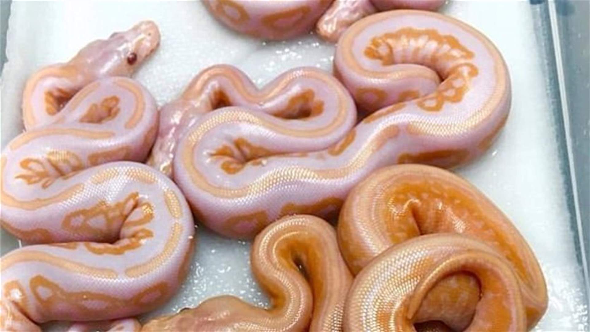 صورة حيّرت روّاد تويتر... هل هذه ثعابين أم فطائر دونات؟