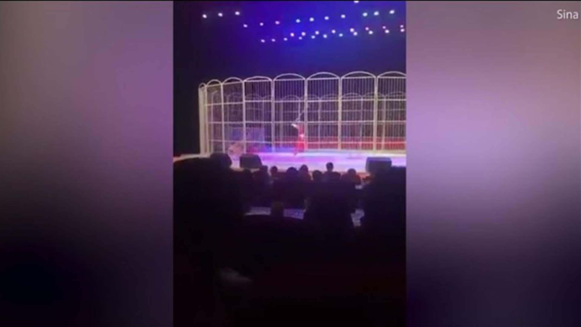 بالفيديو- نمر بحالة "مزاجية سيئة"... ماذا فعل بمدربه خلال عرض مباشر؟