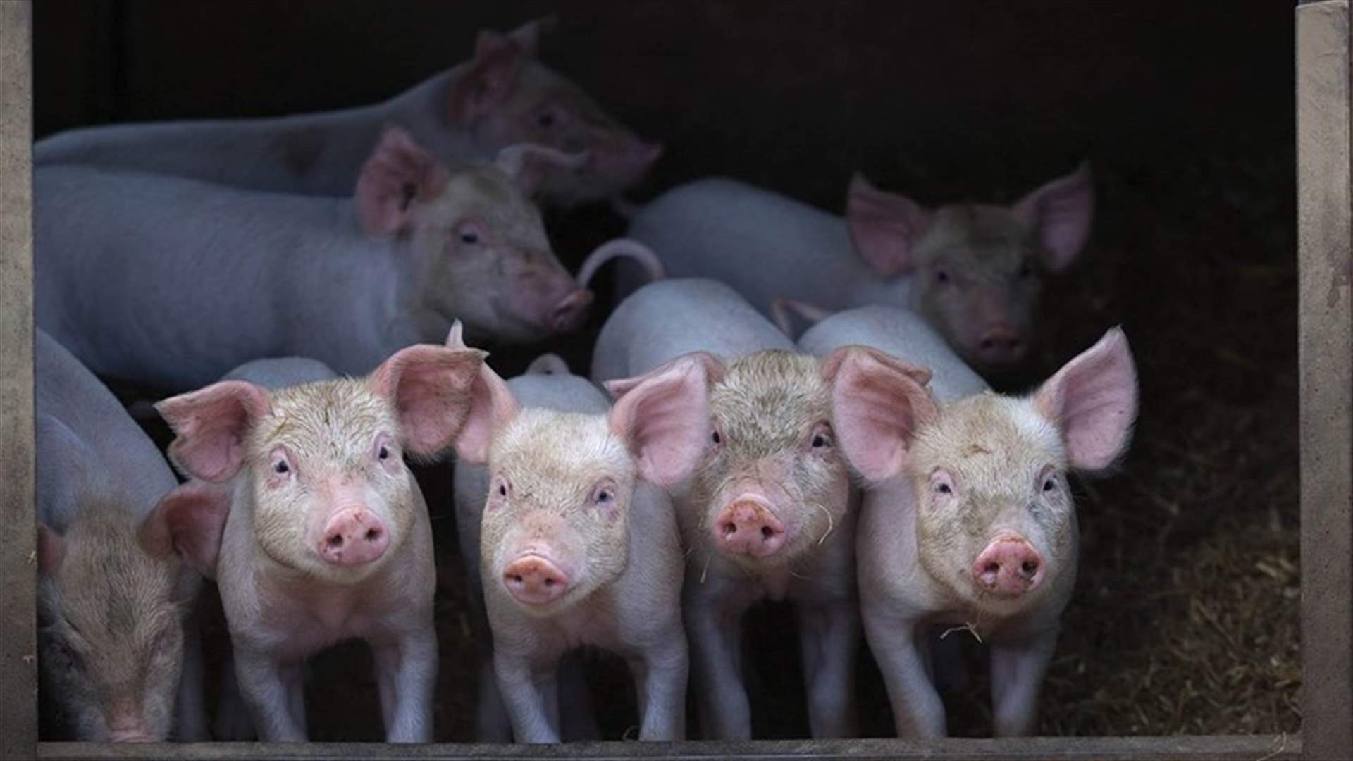 Out Of The Fire, Onto The BBQ: Rescued Piglets Served To UK Firefighters