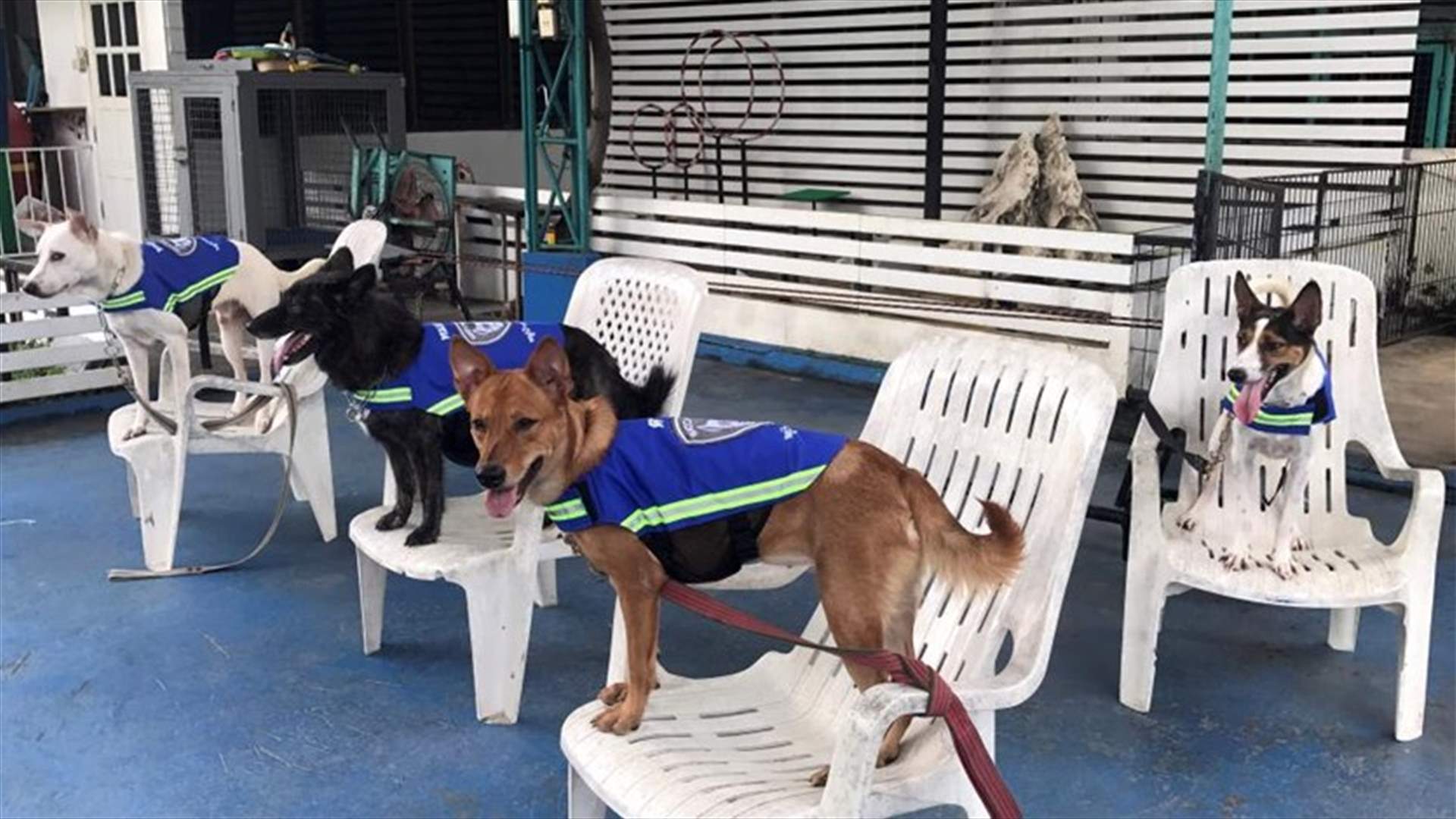 "Smart Vest" Turns Stray Dogs Into Thailand's Street Guardians