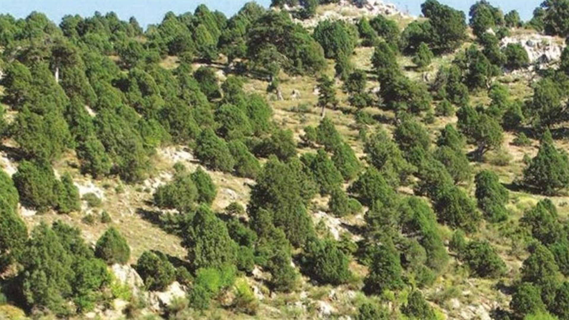 مجهولون قطعوا اشجارا معمرة في غابة لزاب الضنية