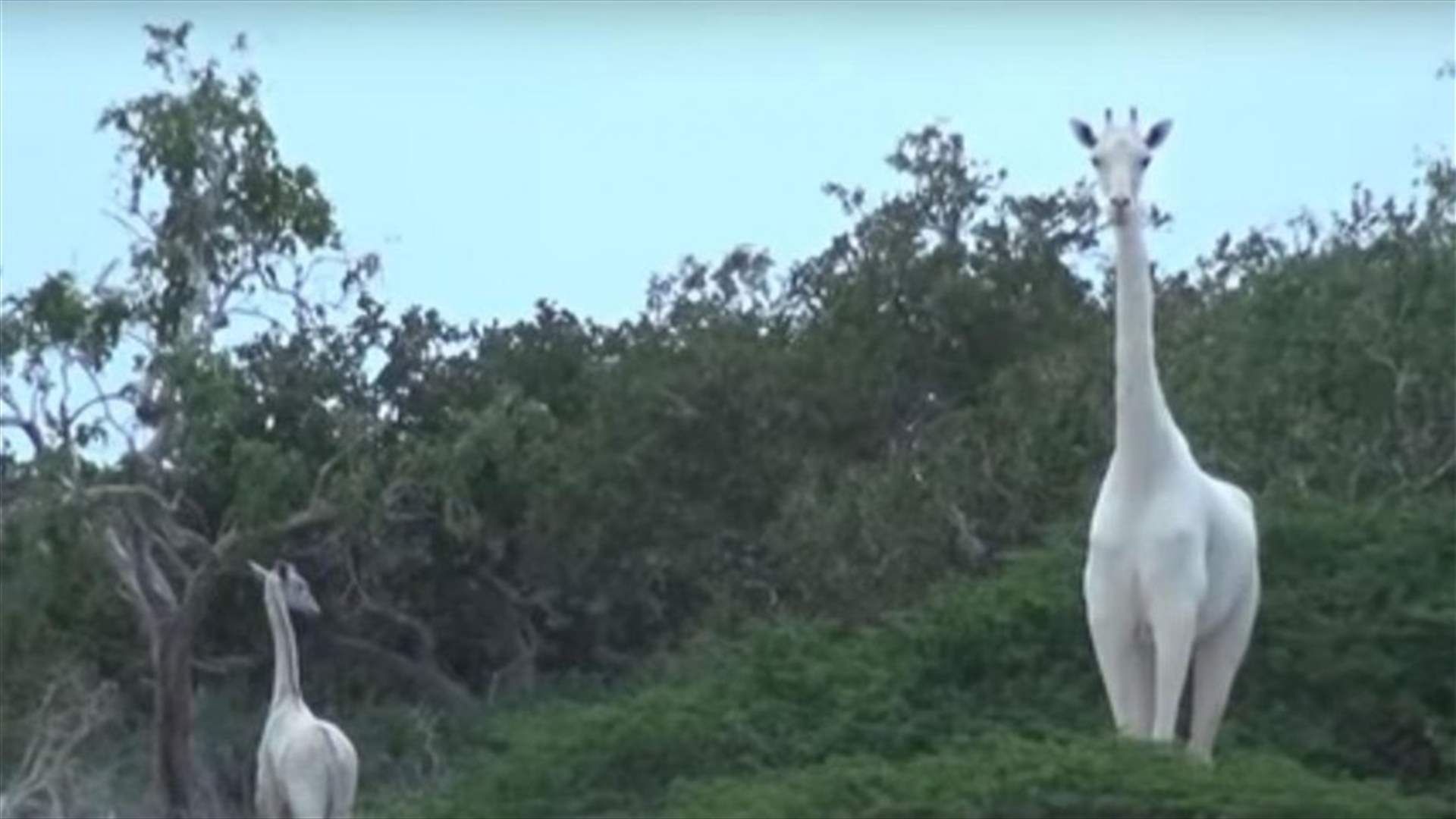 Extremely Rare White Giraffes Spotted In Kenya