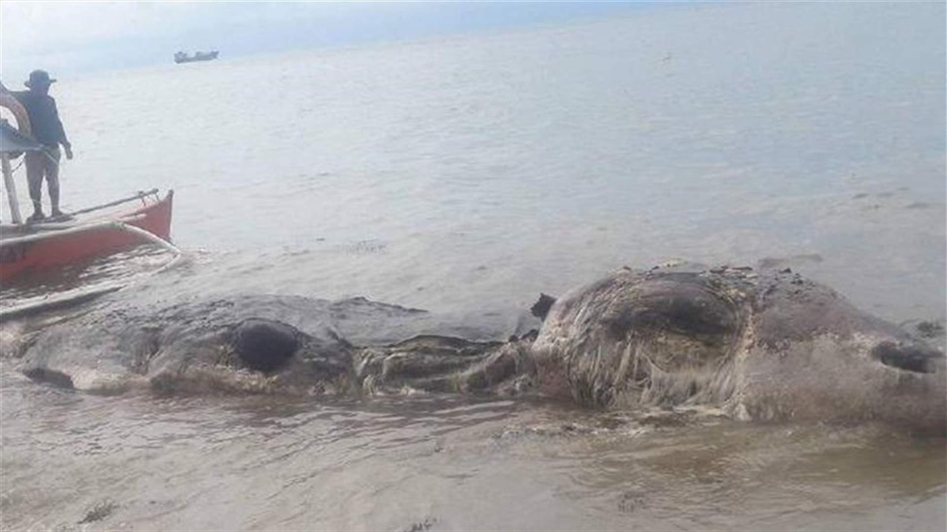بالصور - رعب في الفلبين بسبب عملاق بحري غامض ظهر على الشاطئ