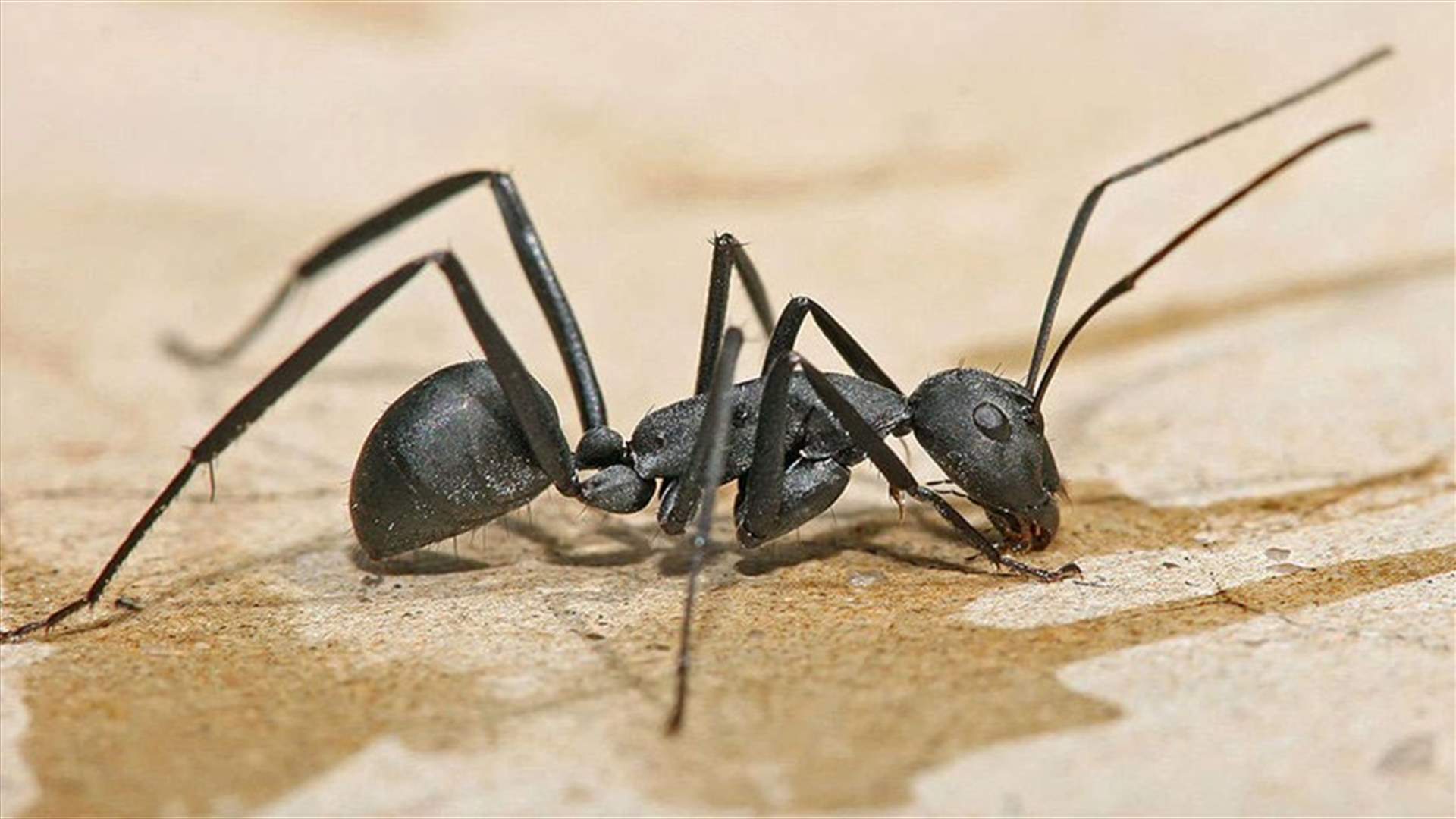 سعودي رفع دعوى ضدّ رجل... لأنه دهس نملة!